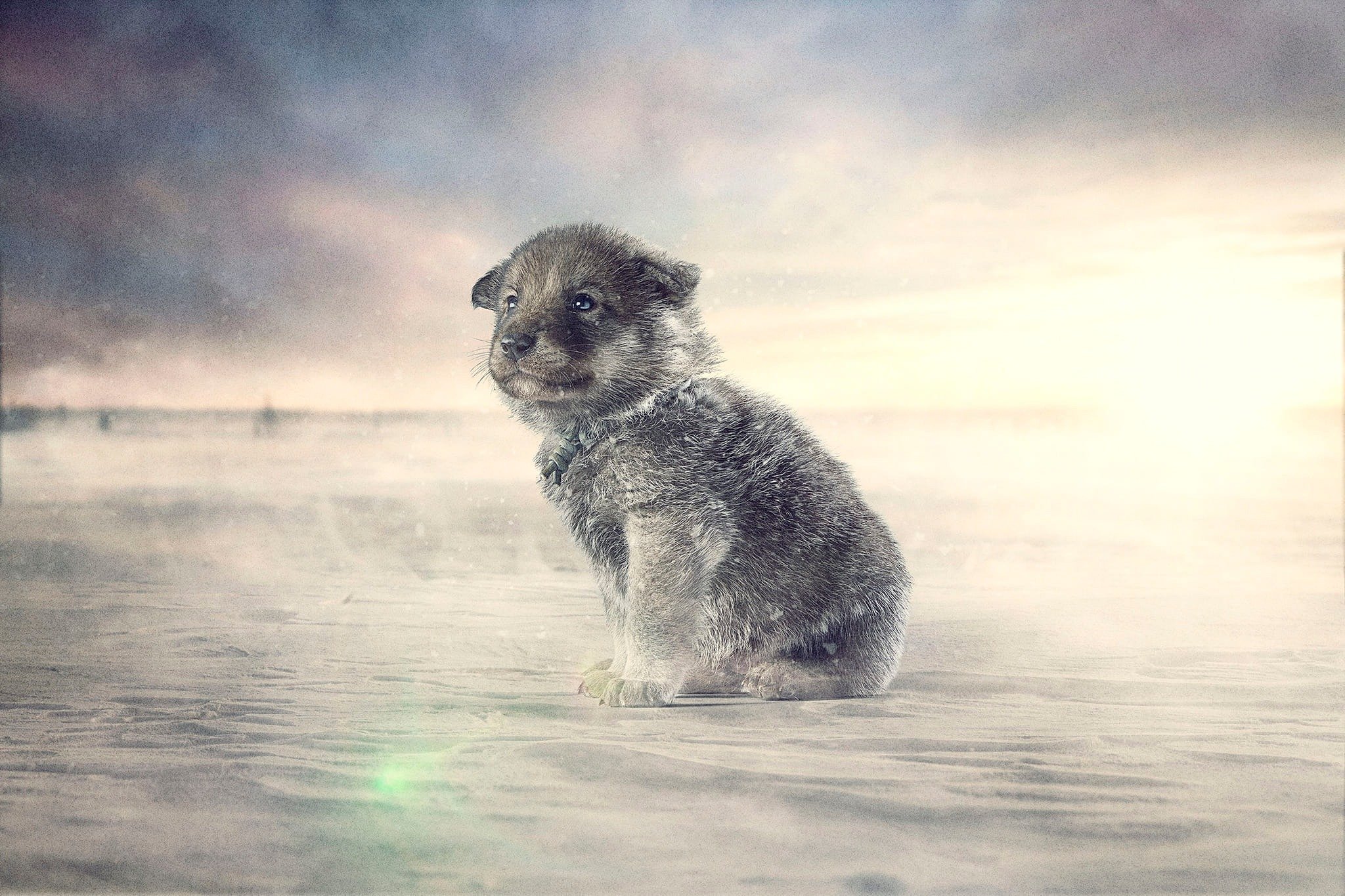 Un chiot assis sur une surface enneigée avec un ciel orageux en arrière-plan, lumière du soleil à l'horizon.