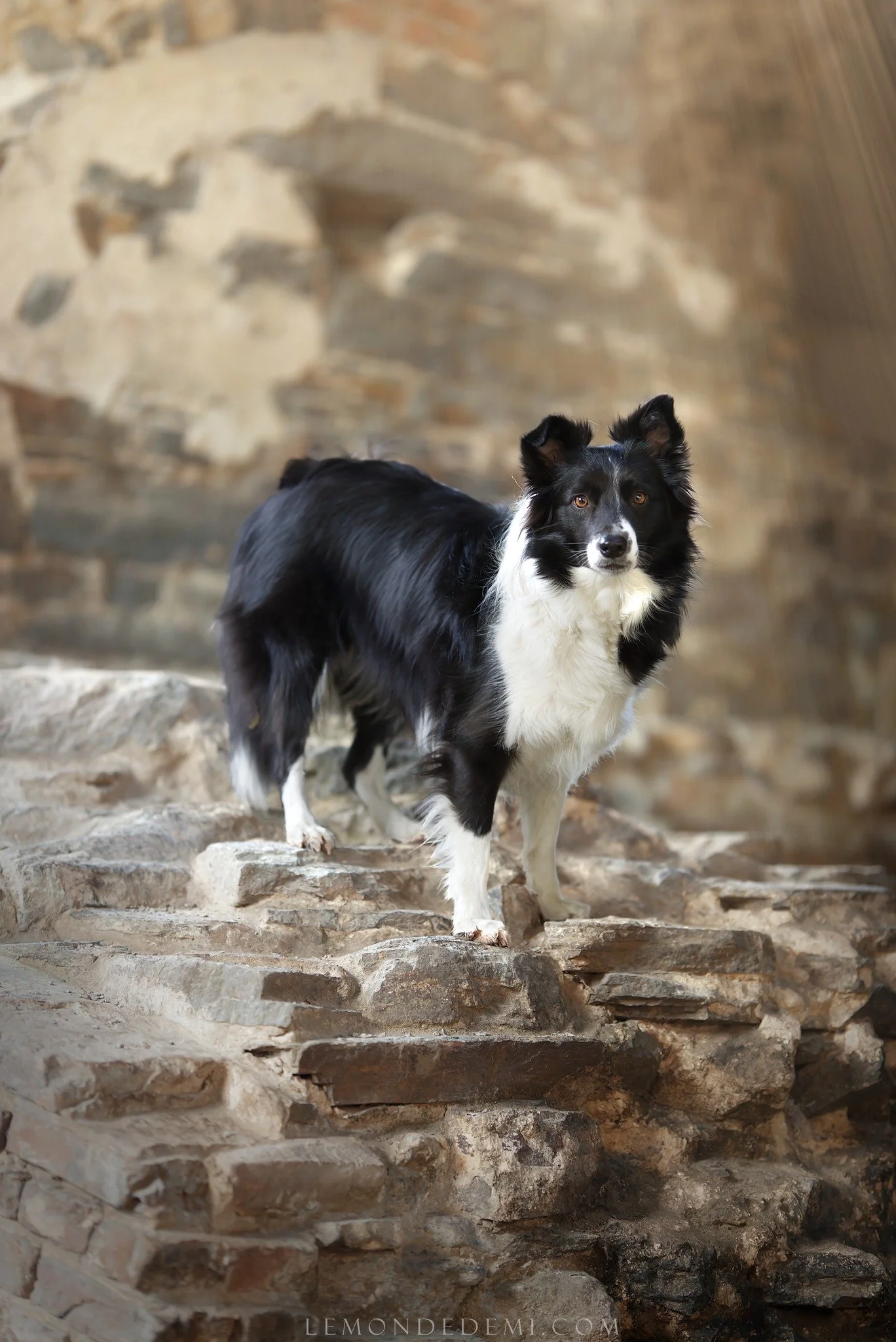 Chien noir et blanc debout sur des pierres dans un environnement rocheux.