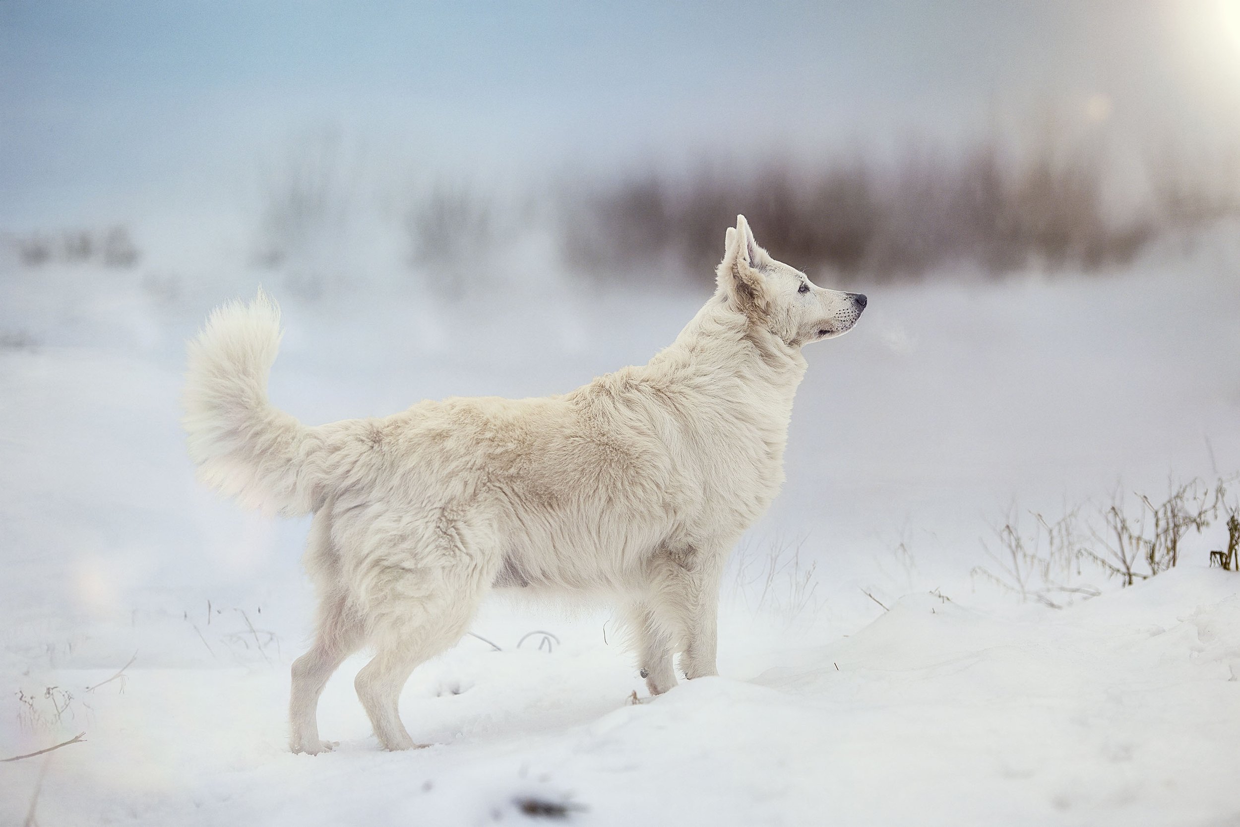 Un chien blanc dans un paysage enneigé, regardant vers la droite, avec des arbres flous en arrière-plan.