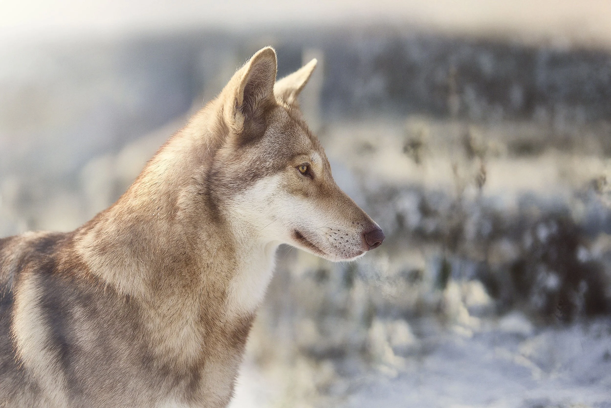 Un husky siberien regardant vers la droite dans un paysage enneigé.