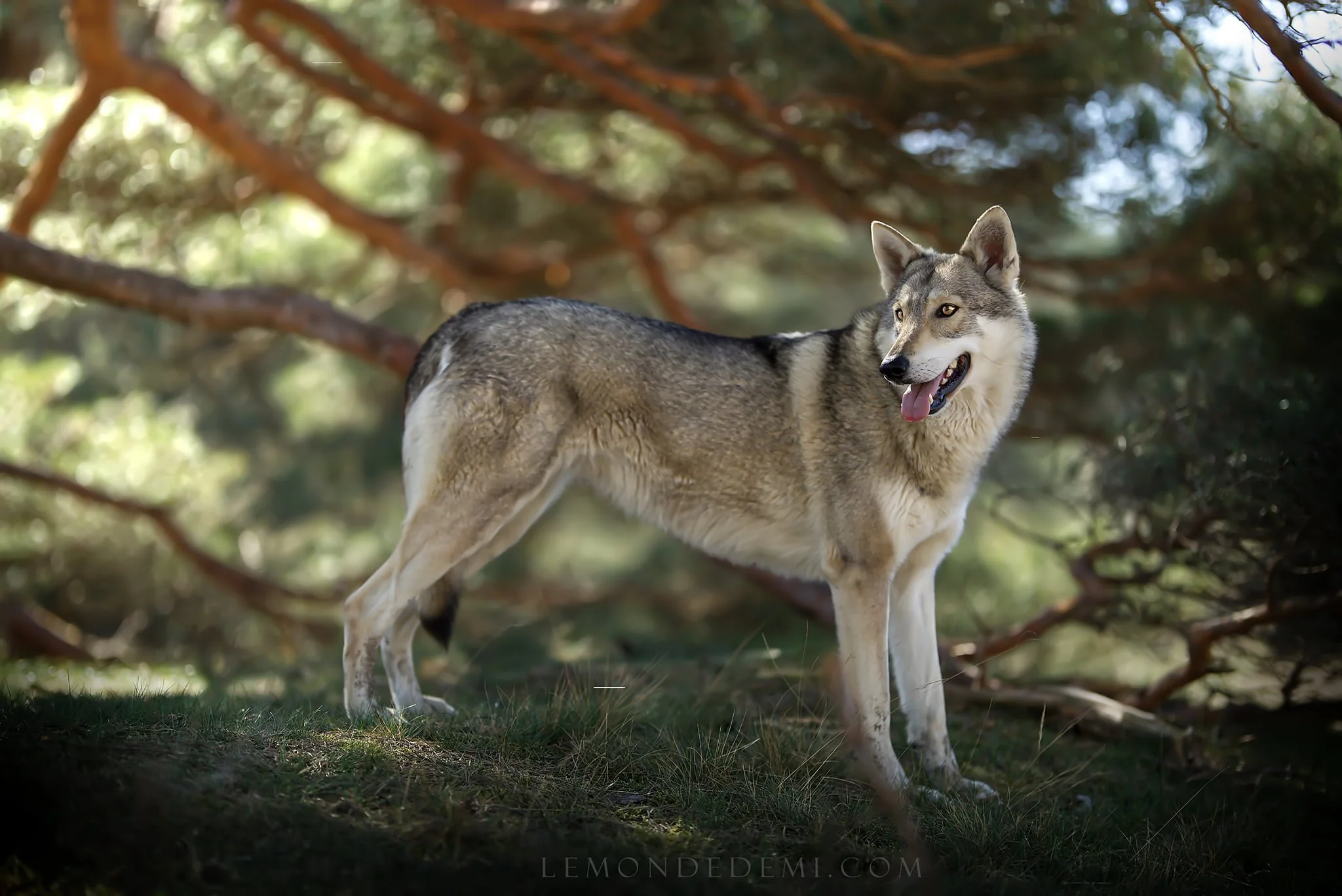 Un chien de race loup gris dans une forêt.