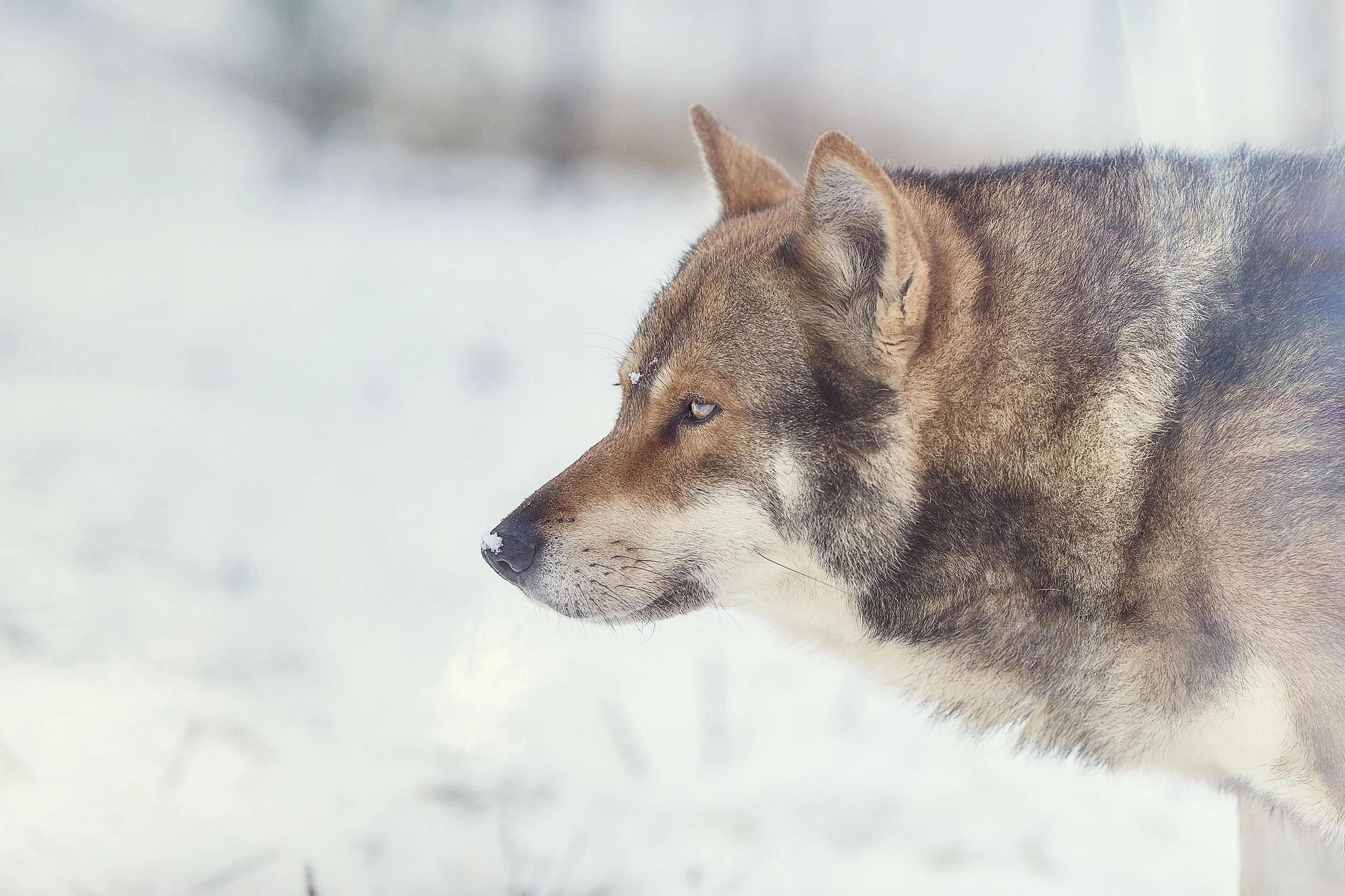 Un loup gris dans un paysage enneigé, regardant fixement à gauche.