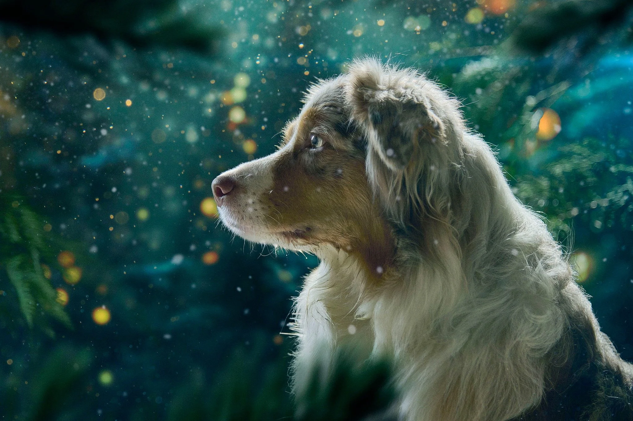 Un chien de race australienne au profil, dans un environnement naturel avec de la végétation et des lumières floues en arrière-plan.