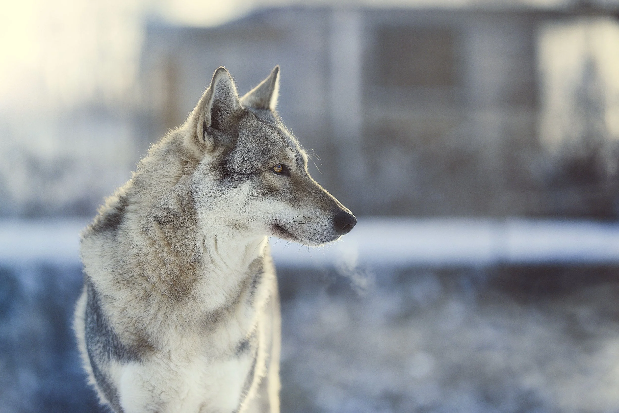 Un husky à l'extérieur, regardant vers la droite, avec un fond flou de neige et de bâtiments.