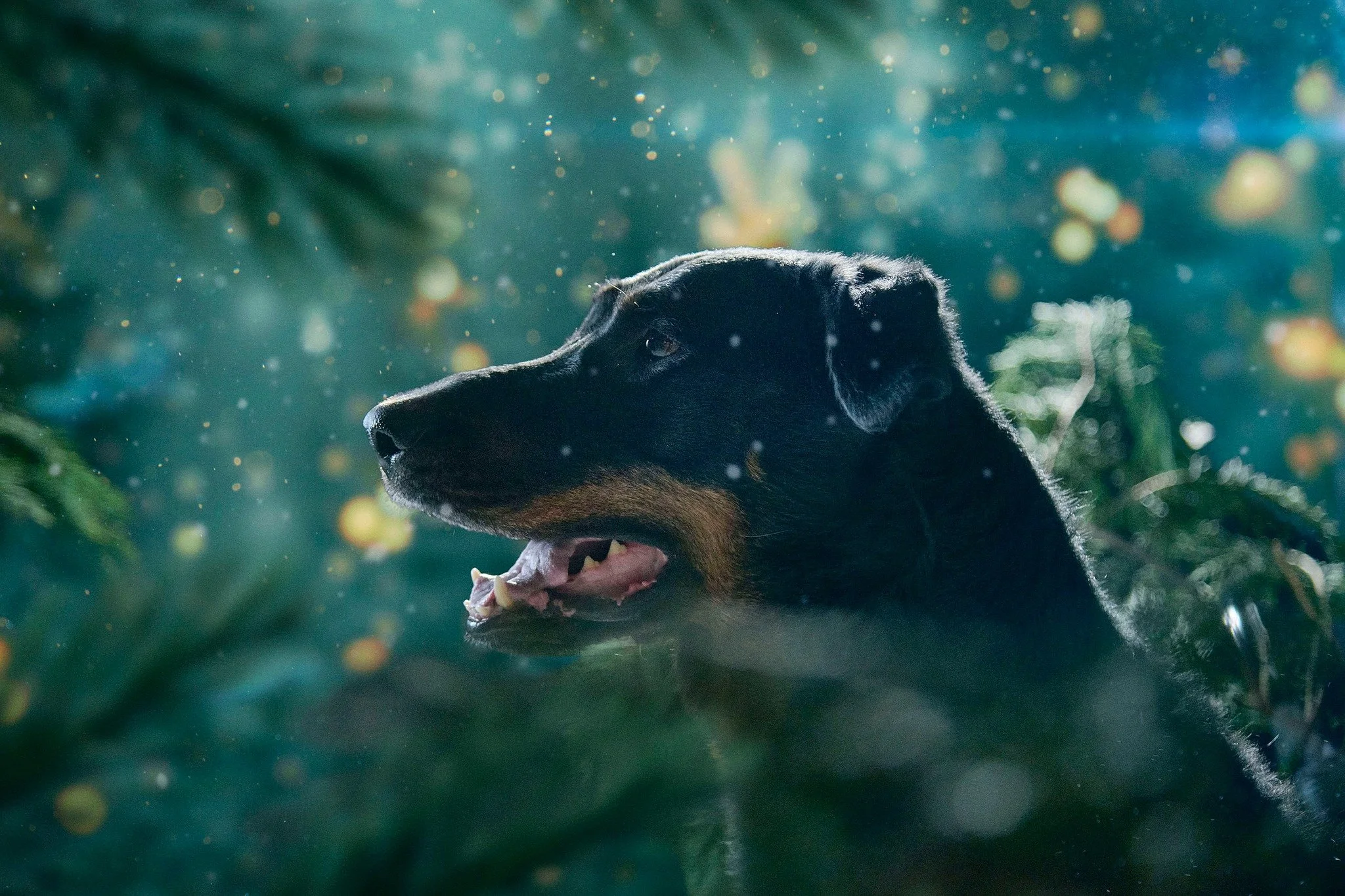 Un chien noir et marron dans un environnement forestier avec des lumières et des particules flottantes.
