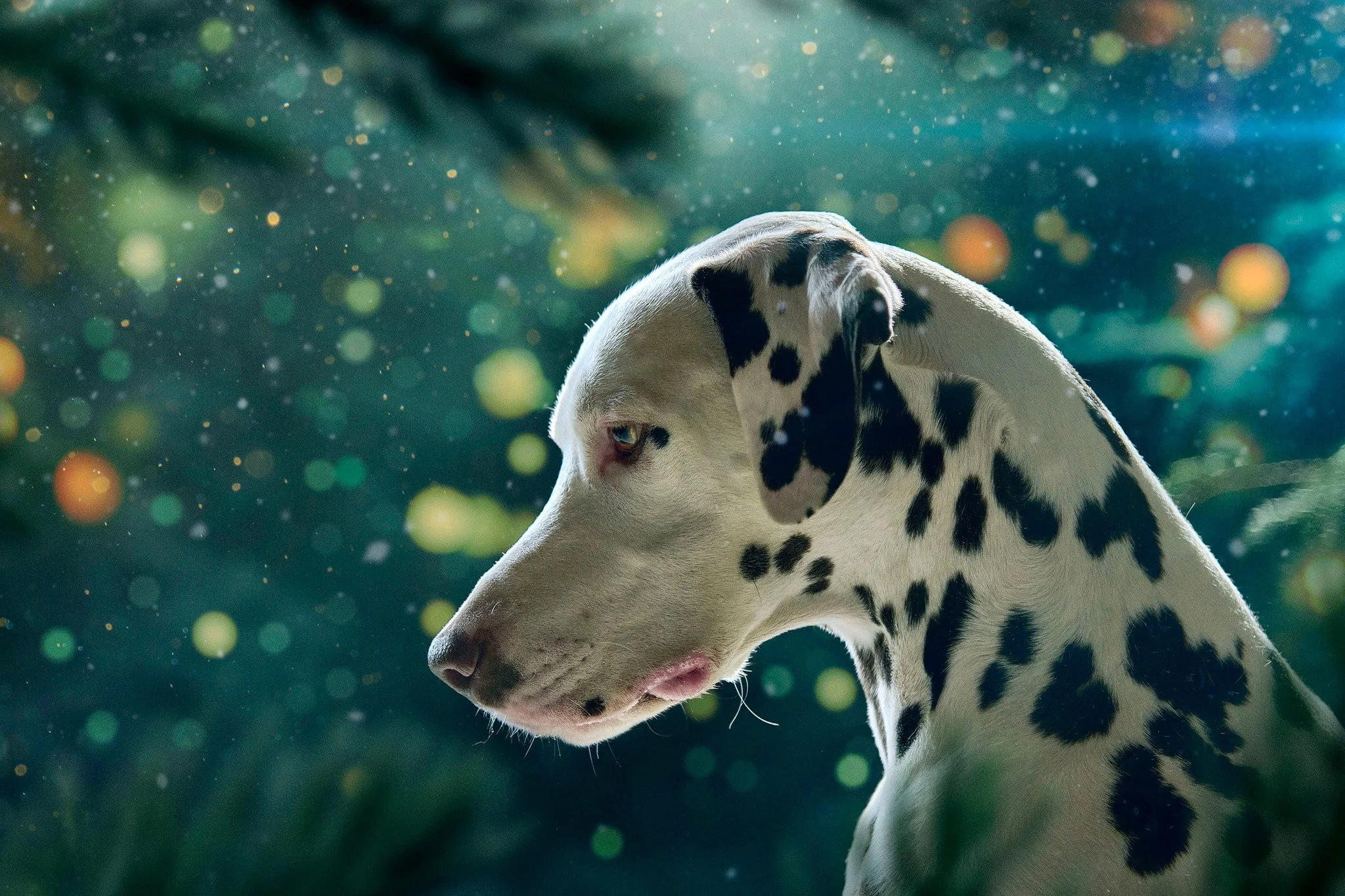 Un dalmatien gris et blanc avec des taches noires, regardant vers la gauche, avec un fond flou coloré de points lumineux et de bokeh.