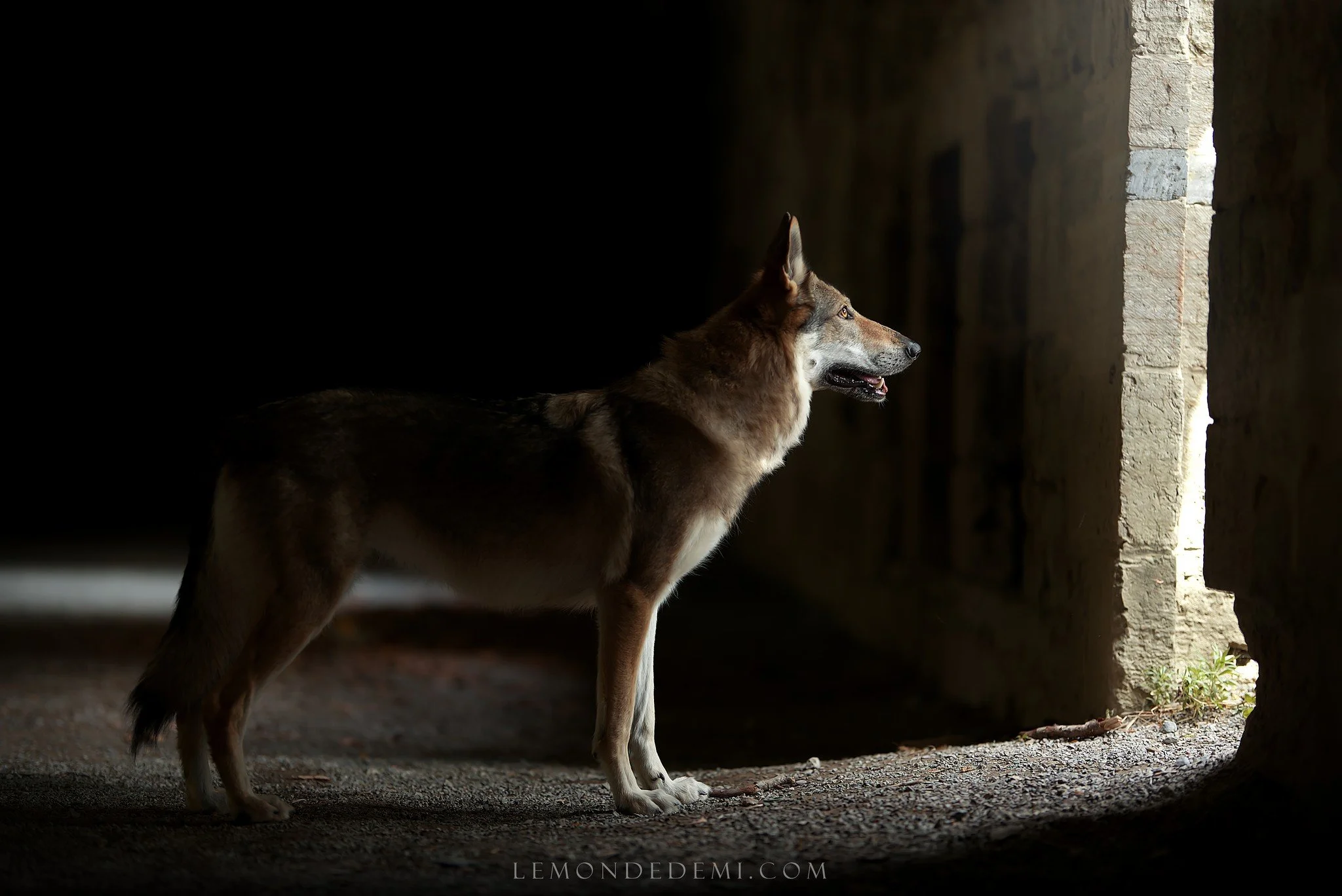 Un chien de berger regardant par une ouverture dans un mur en pierre, dans une ambiance sombre avec lumière naturelle qui éclaire partiellement le chien.