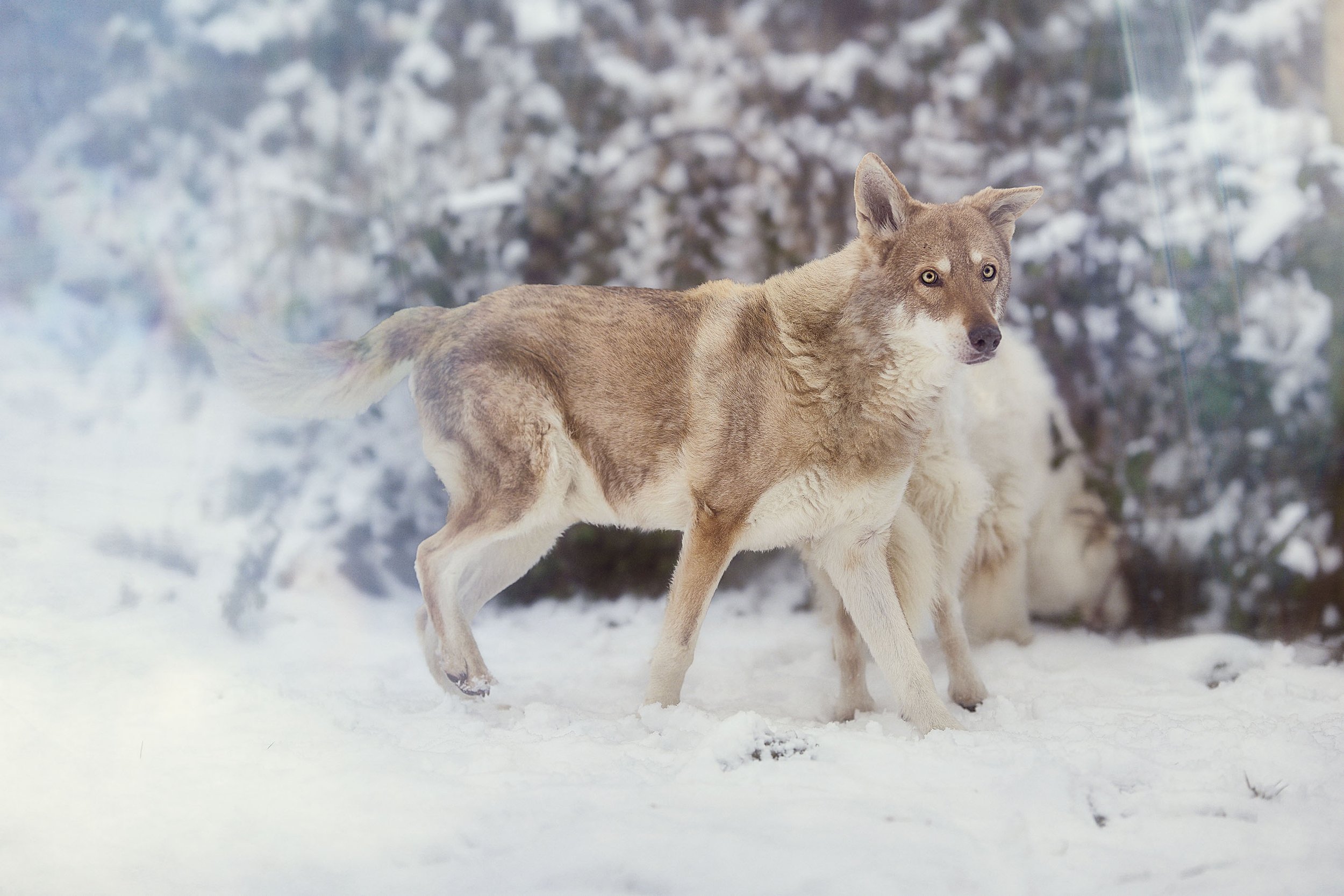 Un chien courant dans la neige avec un arrière-plan d'arbres enneigés.