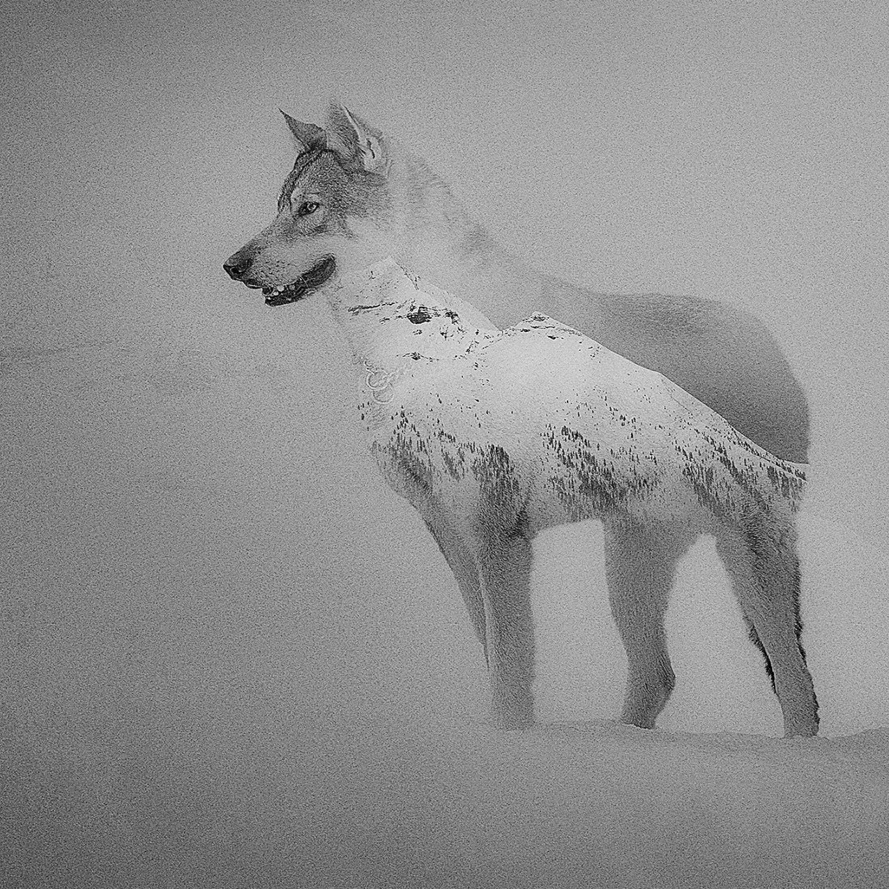 Un chien husky avec un pelage gris clair et noir, se tenant dans la neige. L'image est en noir et blanc.