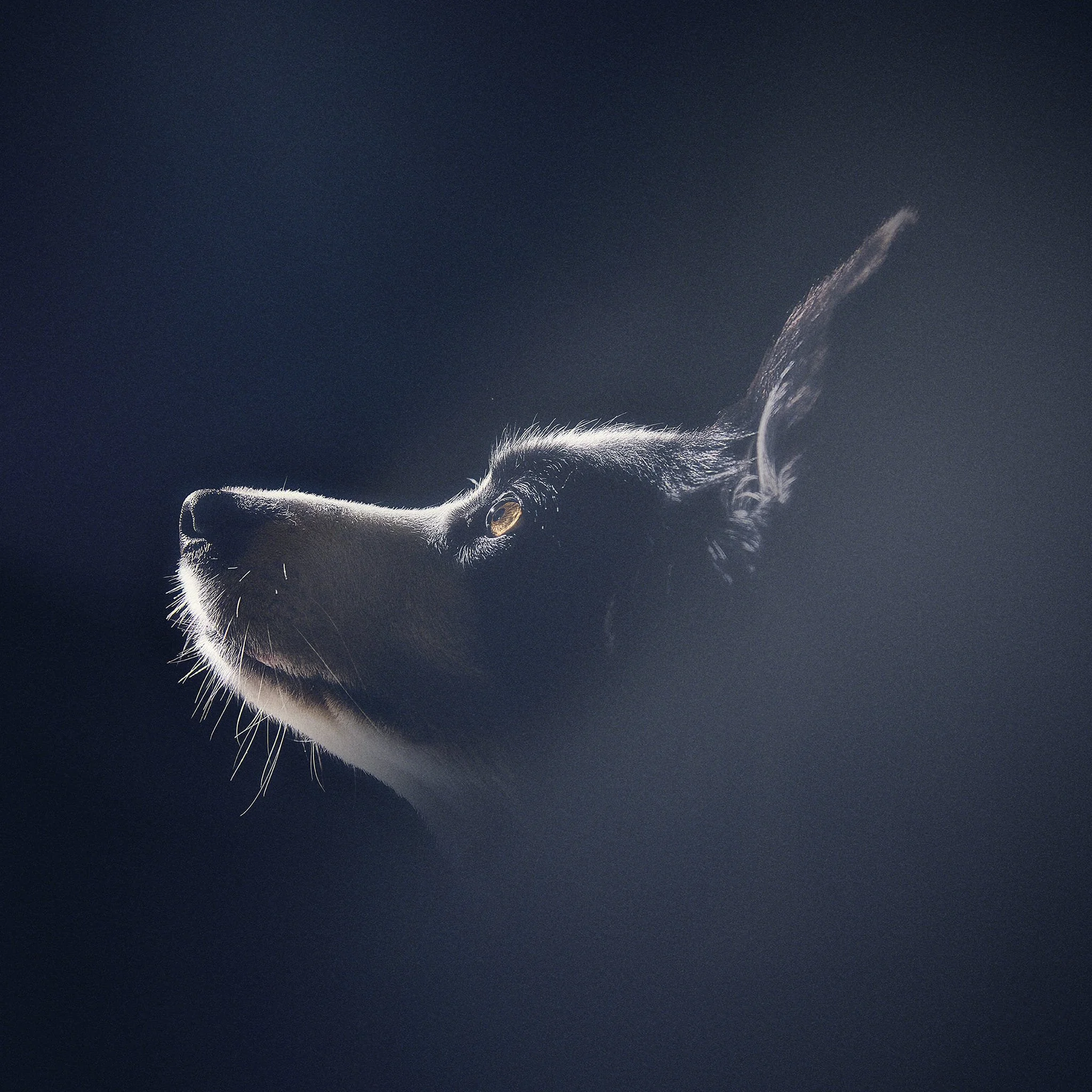 Un chien noir avec un pelage brillant, regardant vers la gauche, avec un fond sombre.