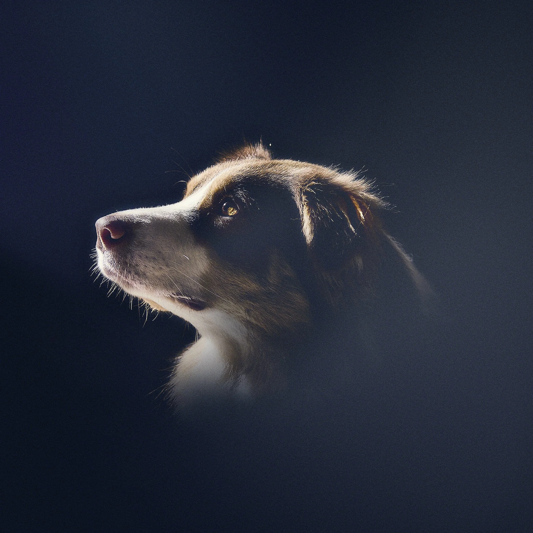 Un chien de race berger dans un éclairage doux, regardant vers la gauche avec attention, sur un fond sombre.