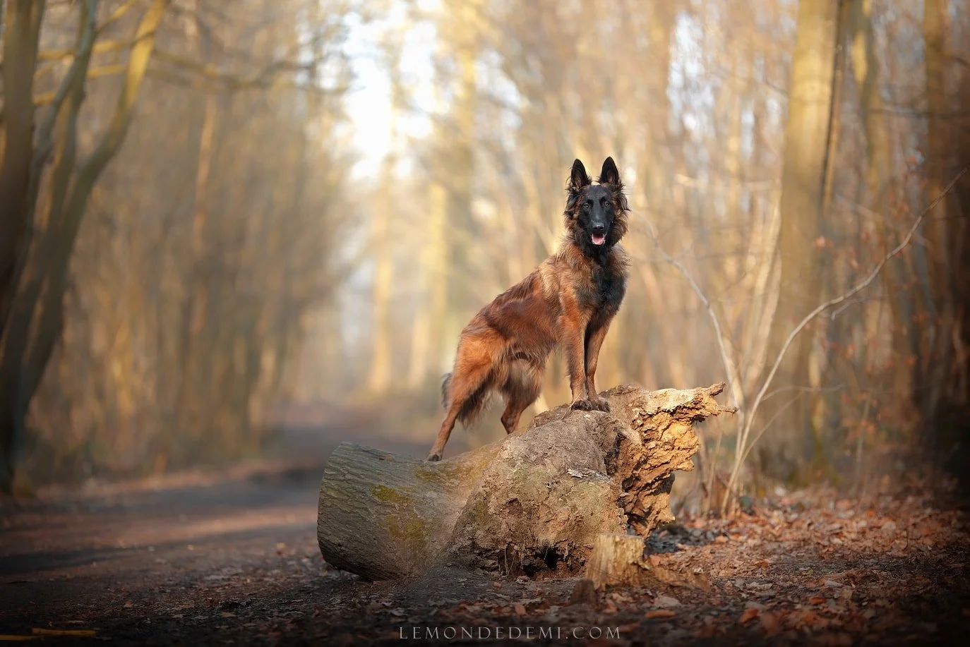 Un chien berger belge malinois debout sur une grosse branche ou tronc d'arbre dans une forêt aux couleurs automnales.