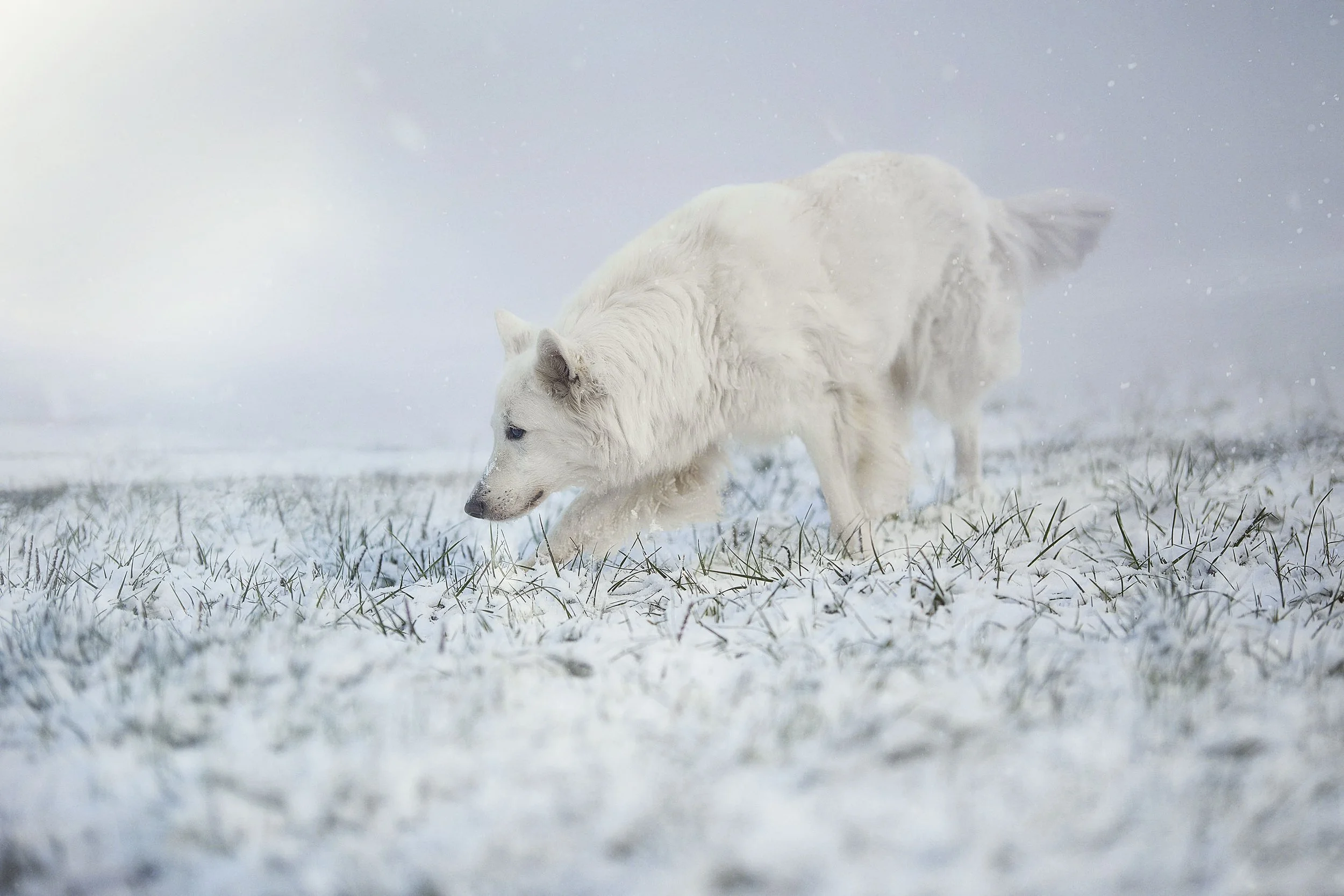 Un chien blanc dans la neige, regardant vers le bas, dans un paysage enneigé avec un ciel grisâtre.