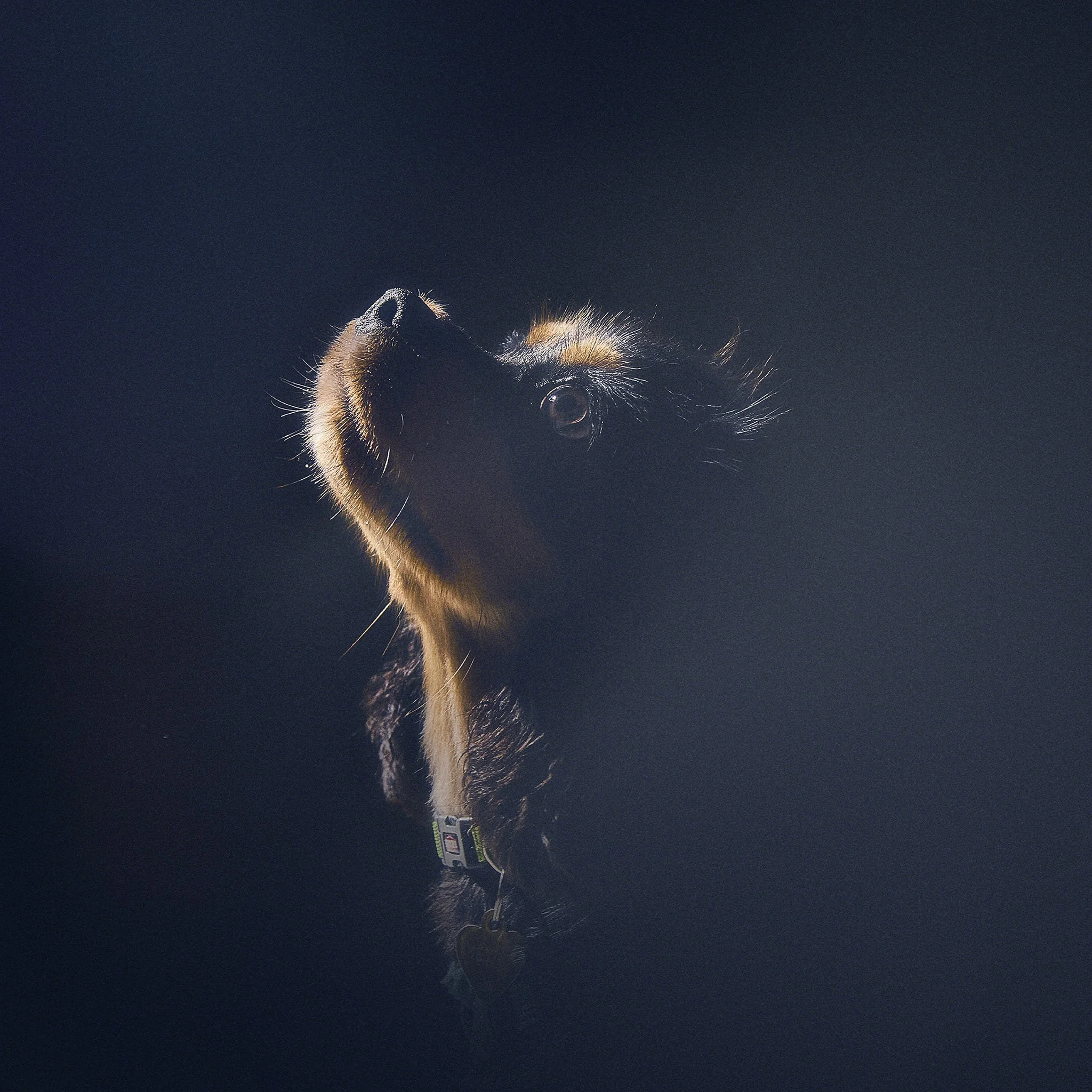Jeune chien noir regardant vers le haut dans un éclairage sombre.