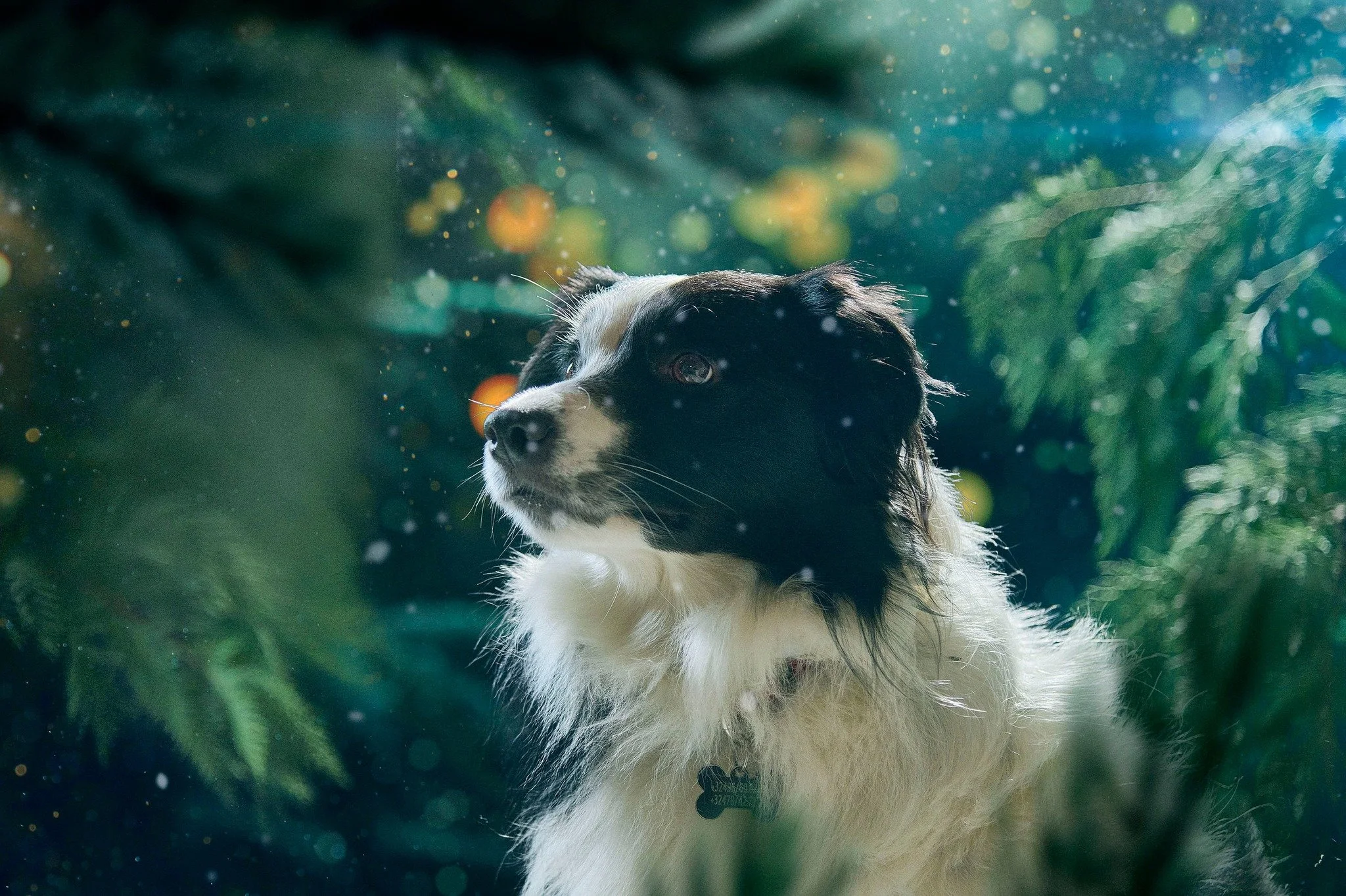 Un chien de race Border Collie dans un décor de forêt ou de sapins, avec des lumières colorées en arrière-plan, semblant regarder vers la gauche.