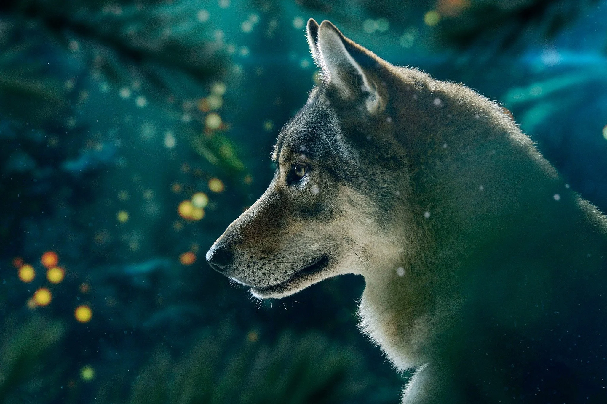 Profil d'un loup gris avec un fond flou de forêt, éclairage doux et lumière naturelle