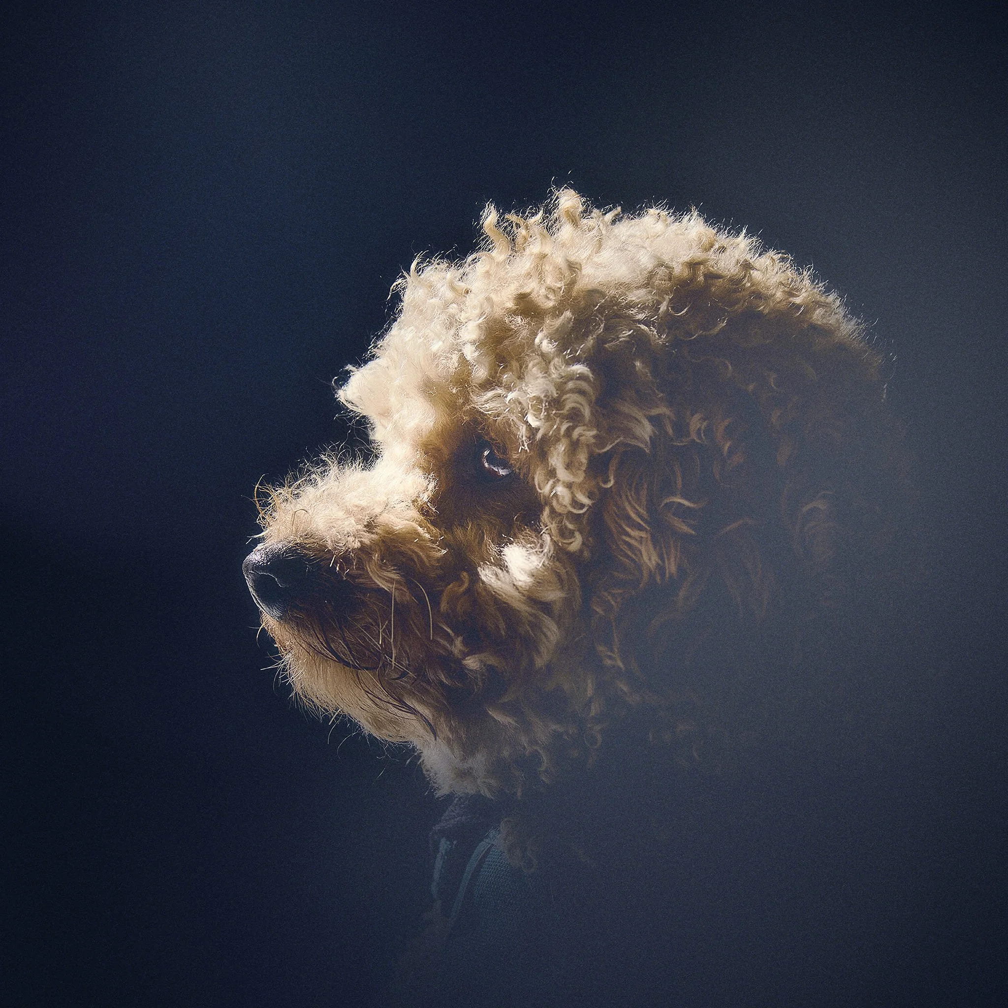 Un chien à pelage bouclé clair, vu de profil, avec un fond sombre.