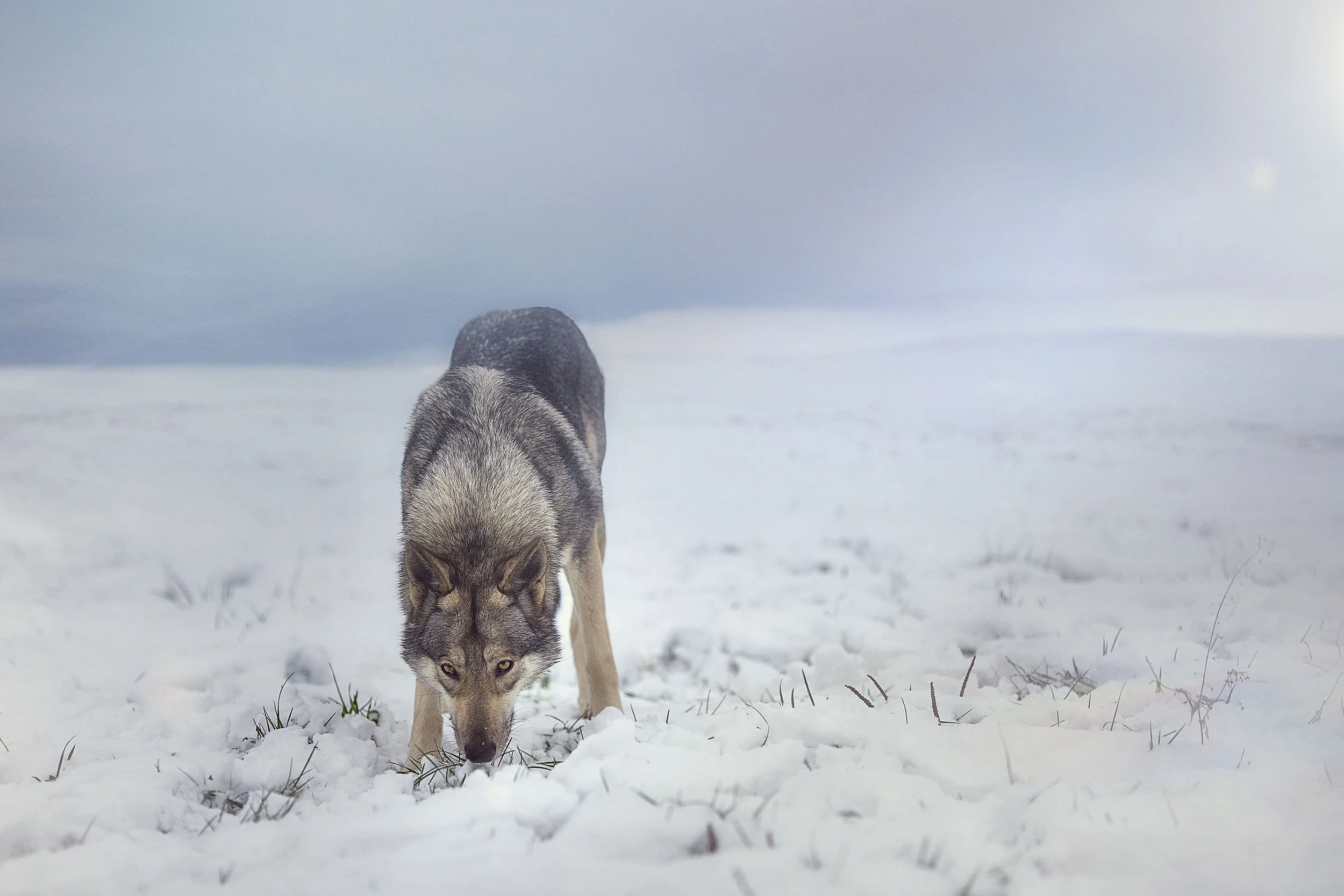 Un loup marchant dans la neige froide en hiver.