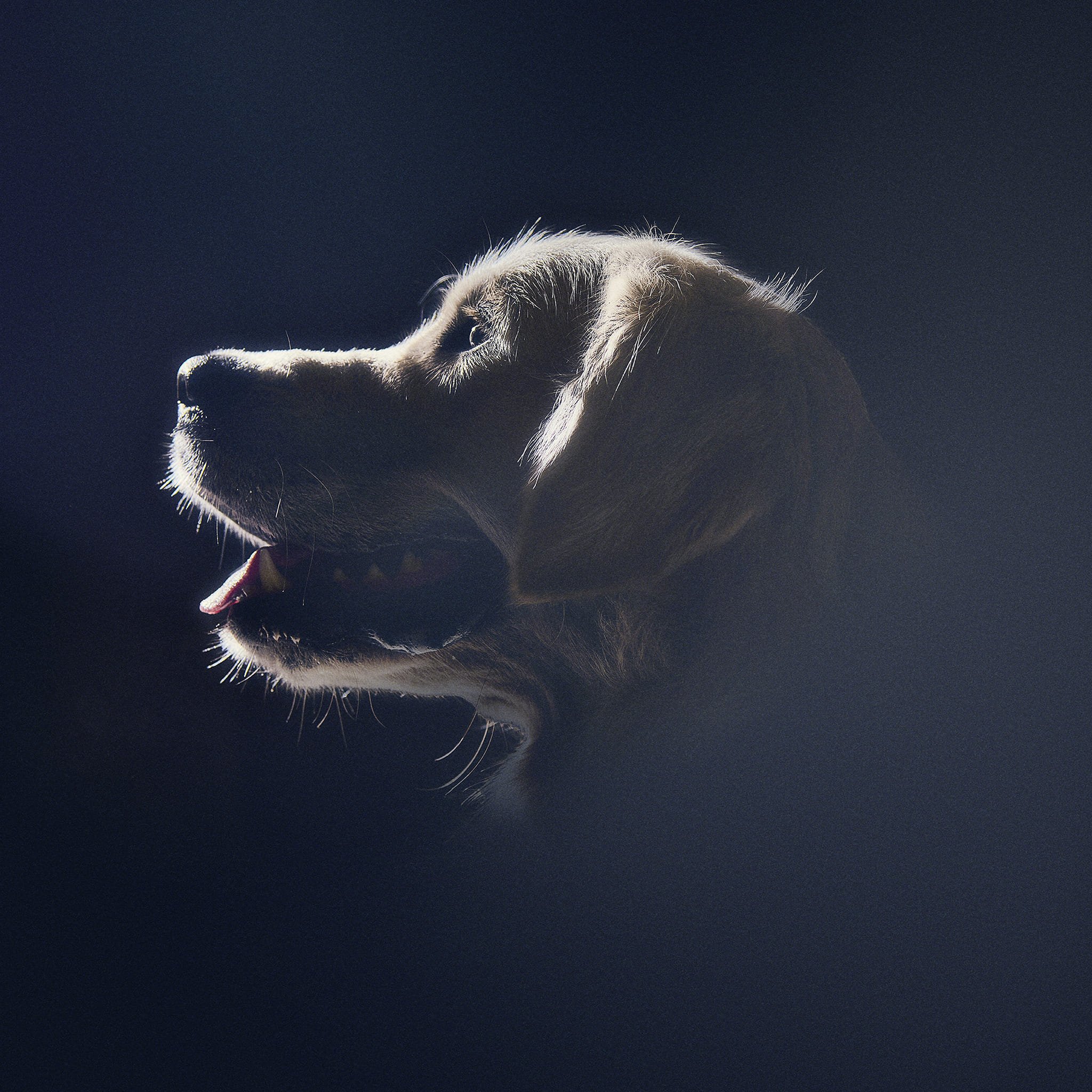 Un chien de profil avec un fond sombre, lumière mettant en valeur son visage