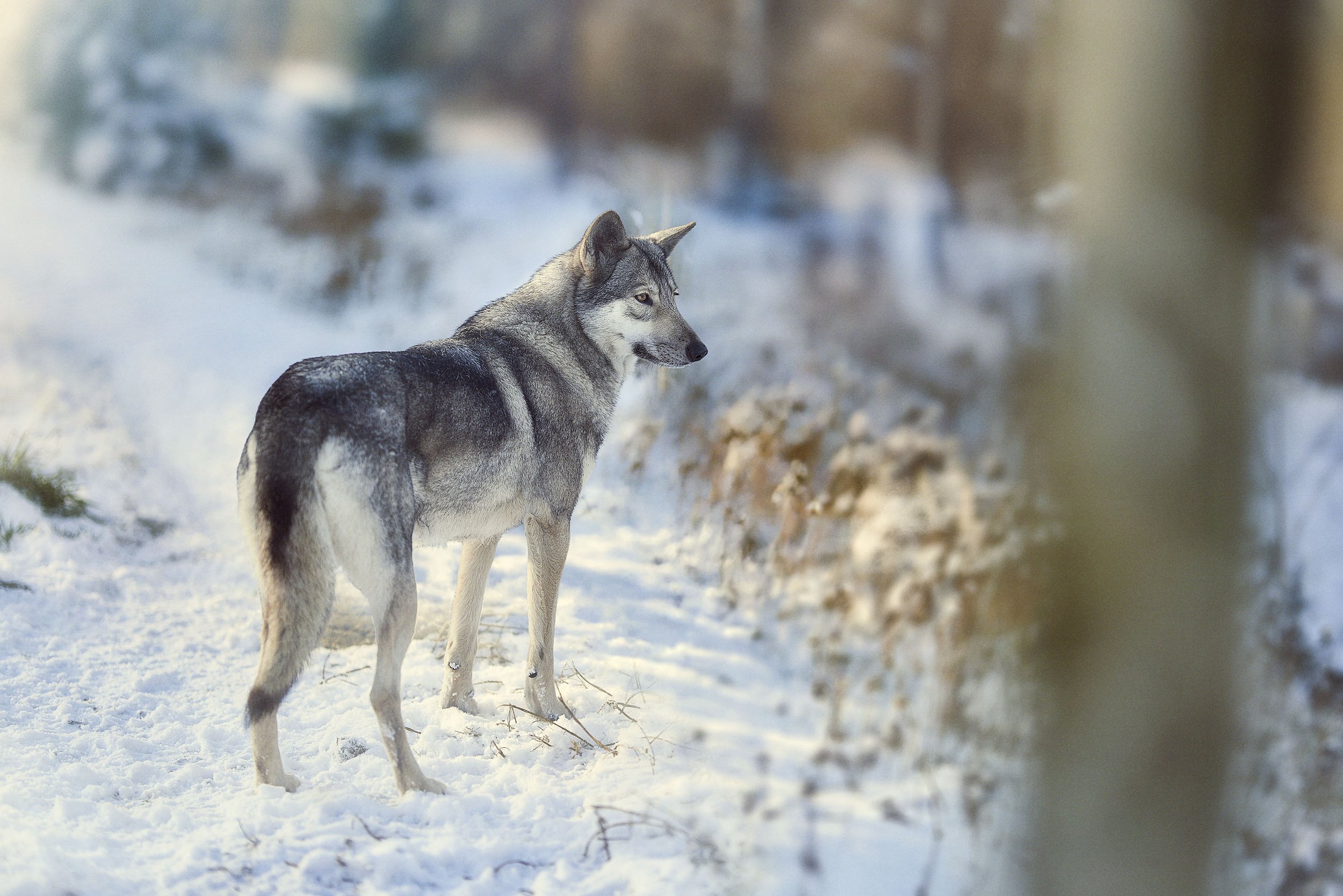 Un loup gris dans la neige en forêt