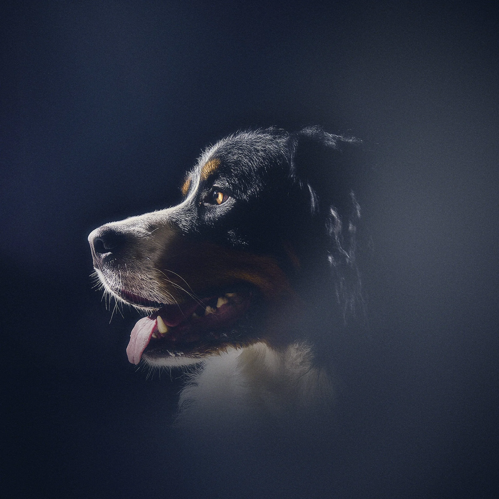 Un chien de race berger australien en profil, regardant vers la gauche, avec un fond sombre et flou.