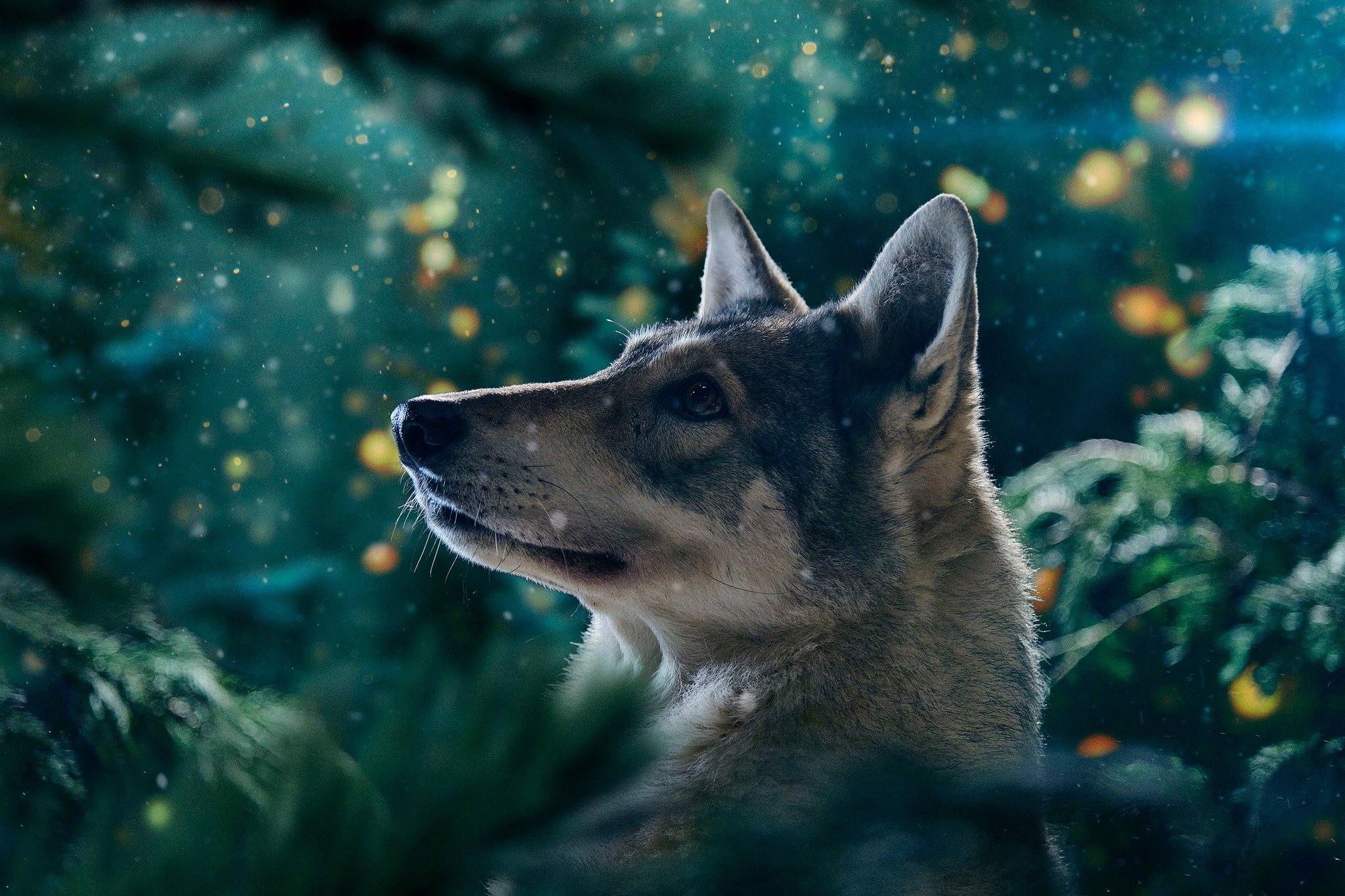 Un chien de race husky dans un environnement naturel, avec un fond flou et des lumières scintillantes.