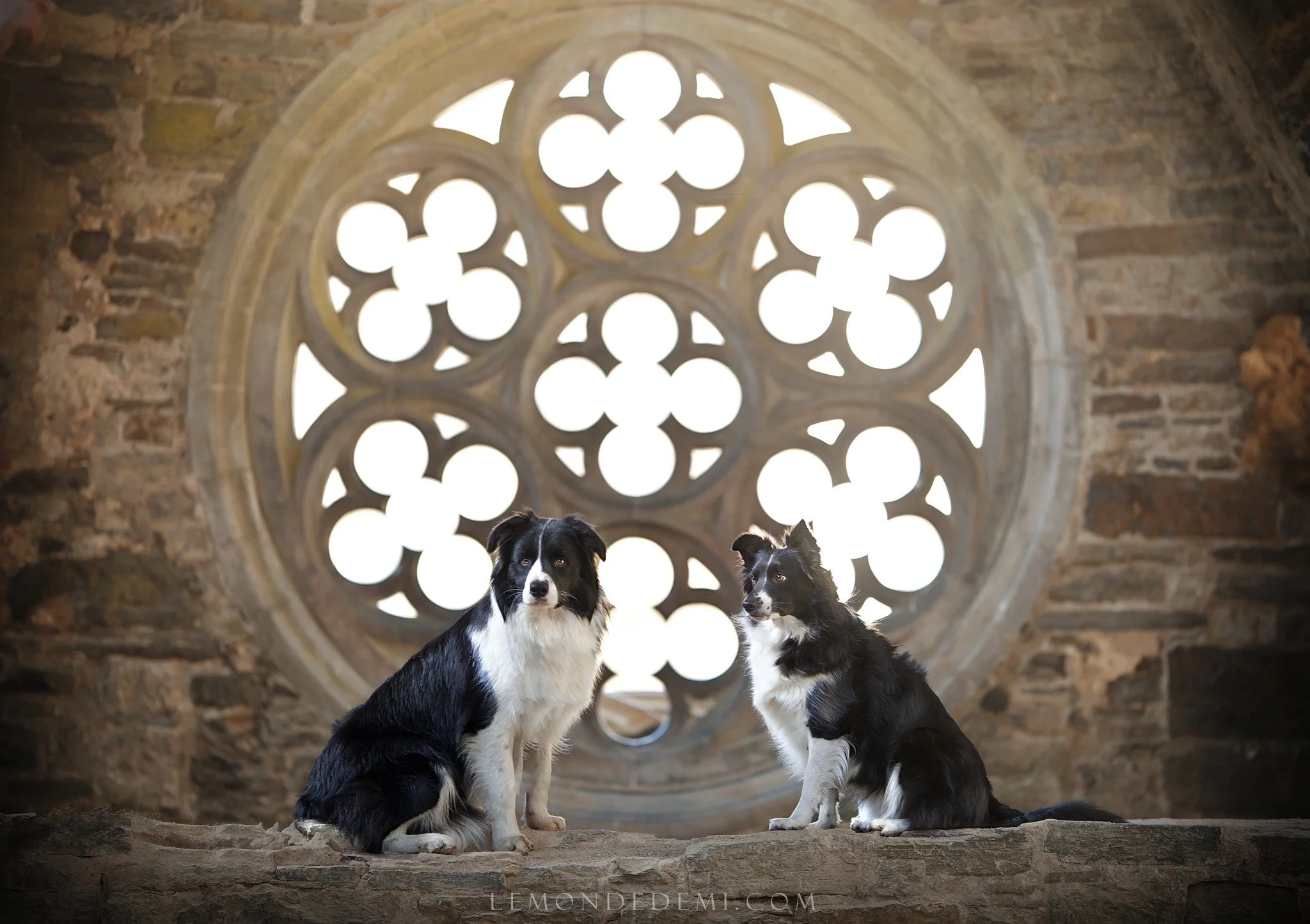Deux chiens de race Border Collie assis à l'intérieur d'une église ancienne, devant une grande rosace en pierre avec des détails gothiques, éclairés par la lumière extérieure.