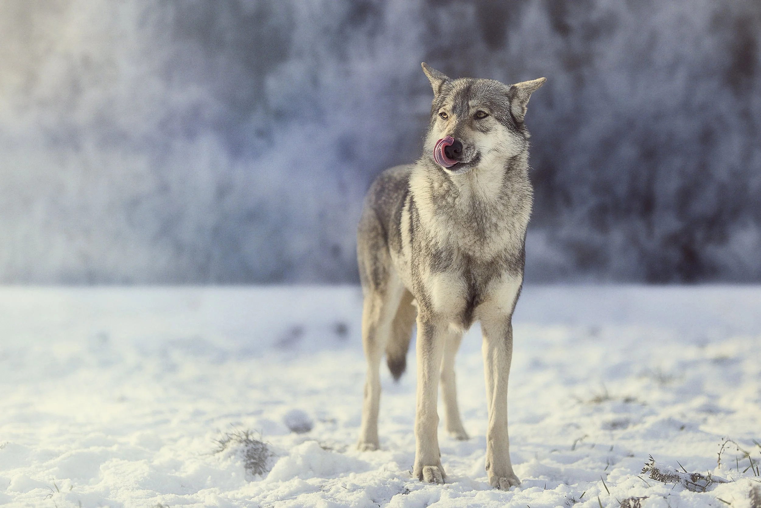 Un loup gris dans la neige, levant la patte arrière et se léchant le museau, avec un arrière-plan neigeux et brumeux.