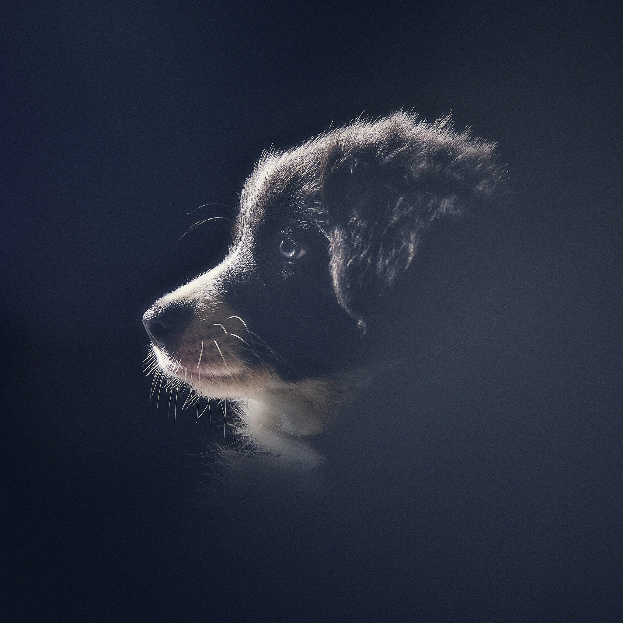 Un chien noir et blanc avec un fond sombre