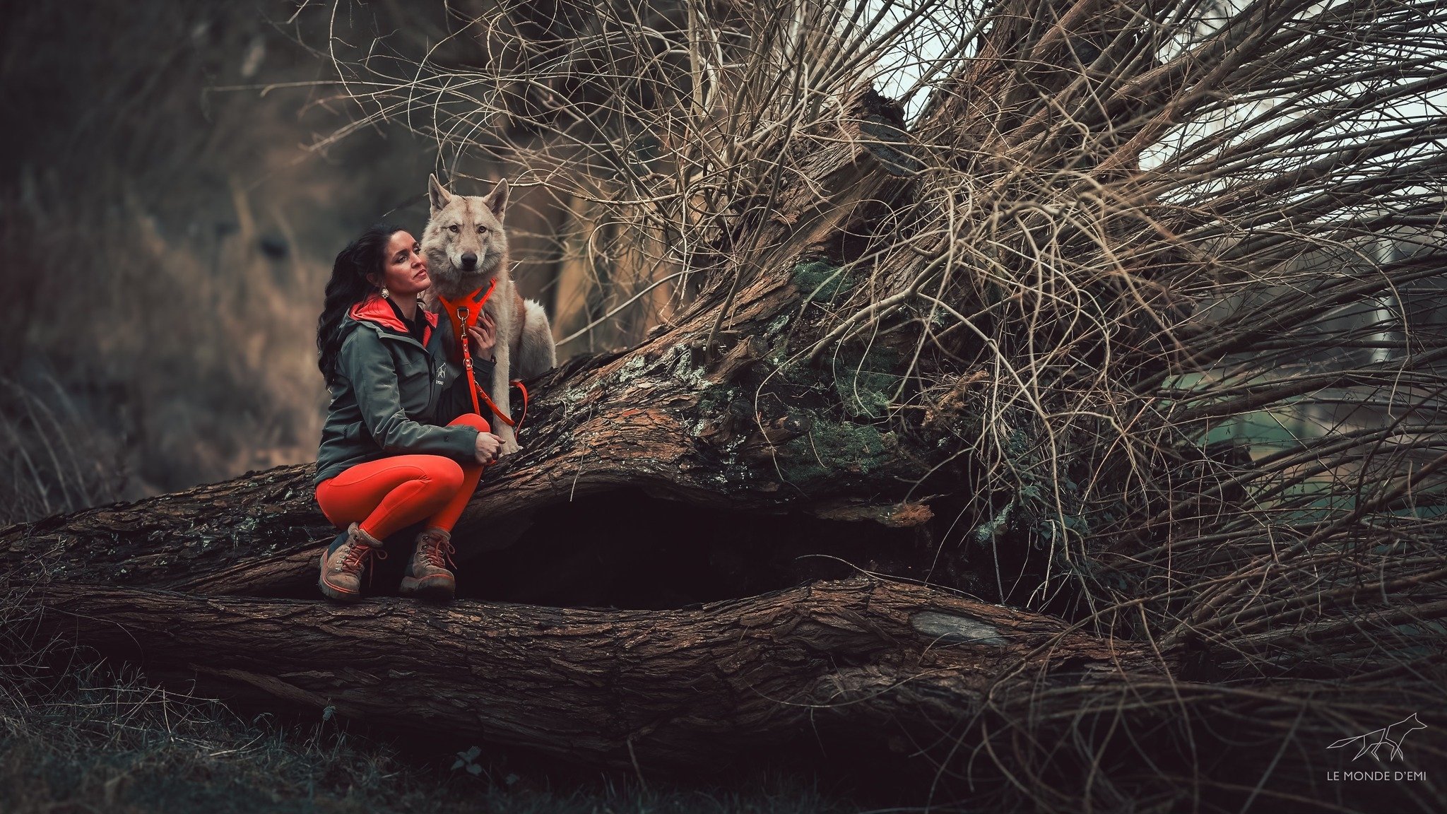 Une femme avec un chien husky assise sur un arbre couché en forêt, l'arbre est déraciné et a beaucoup de branches nues.