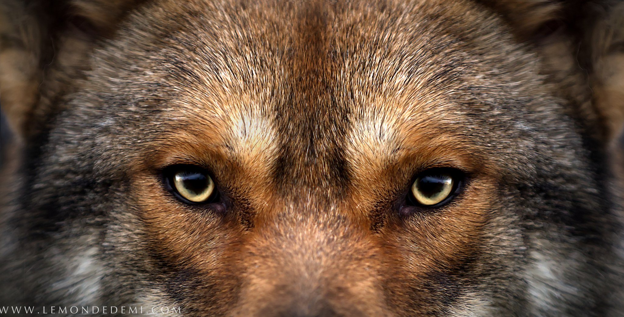 Regard en gros plan des yeux d'un loup avec un pelage épais et brun.