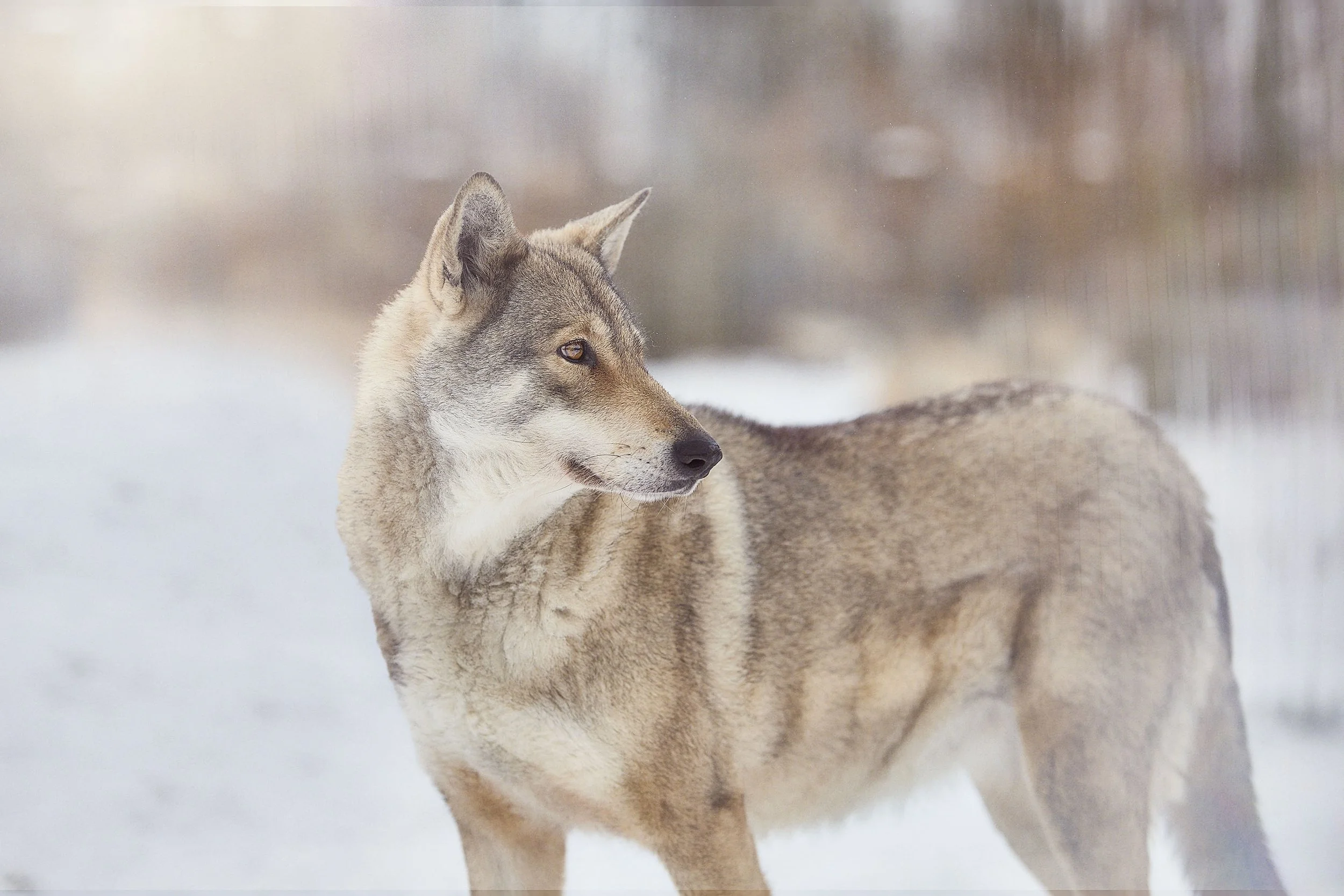 Un loup gris dans un paysage enneigé, regardant vers la gauche.