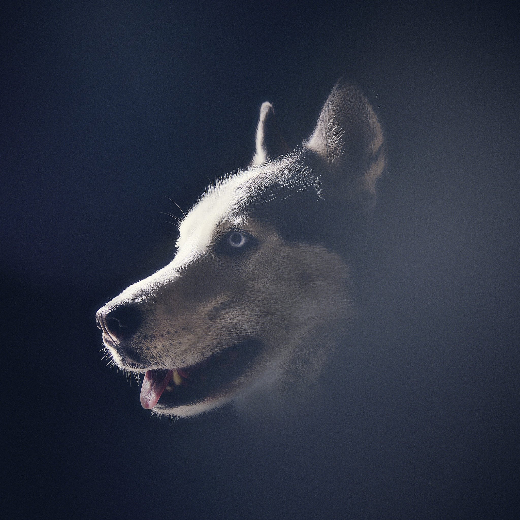 Un profil d'un husky sibérien avec un regard perçant sur fond sombre.