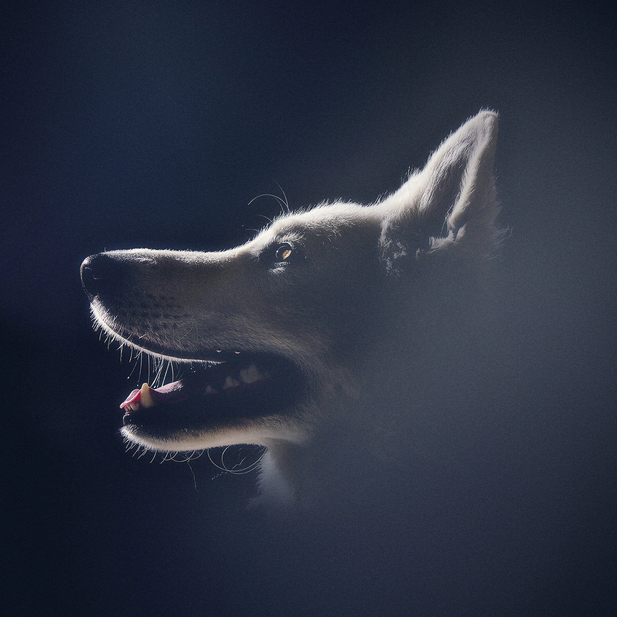 Profil d'un chien de race husky à poil noir et blanc, avec l'oreille droite dressée, dans un éclairage faible.