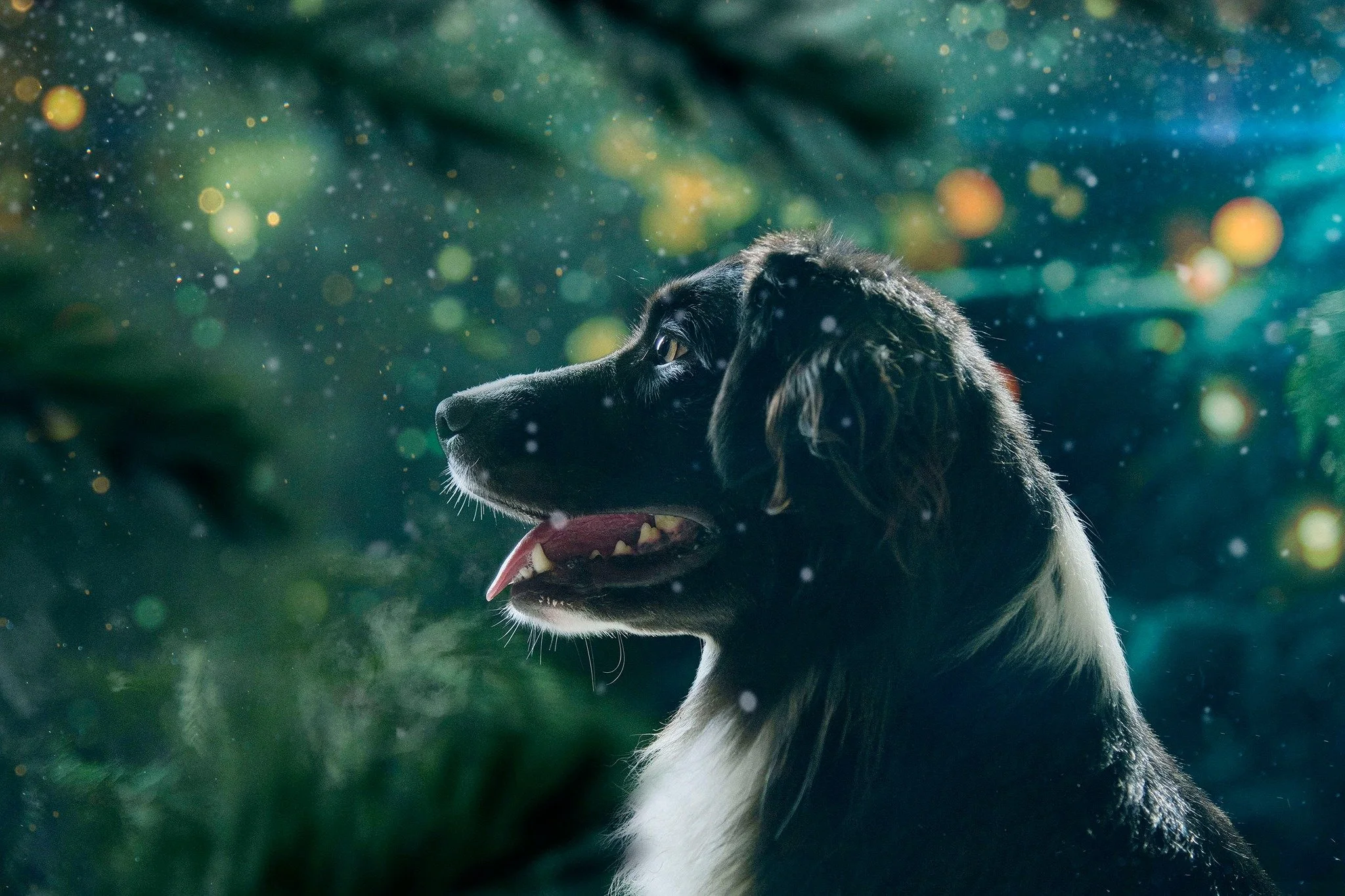 Un chien noir et blanc regarde vers la gauche dans un décor Enchanté avec des lumières floues et des particules brillantes.