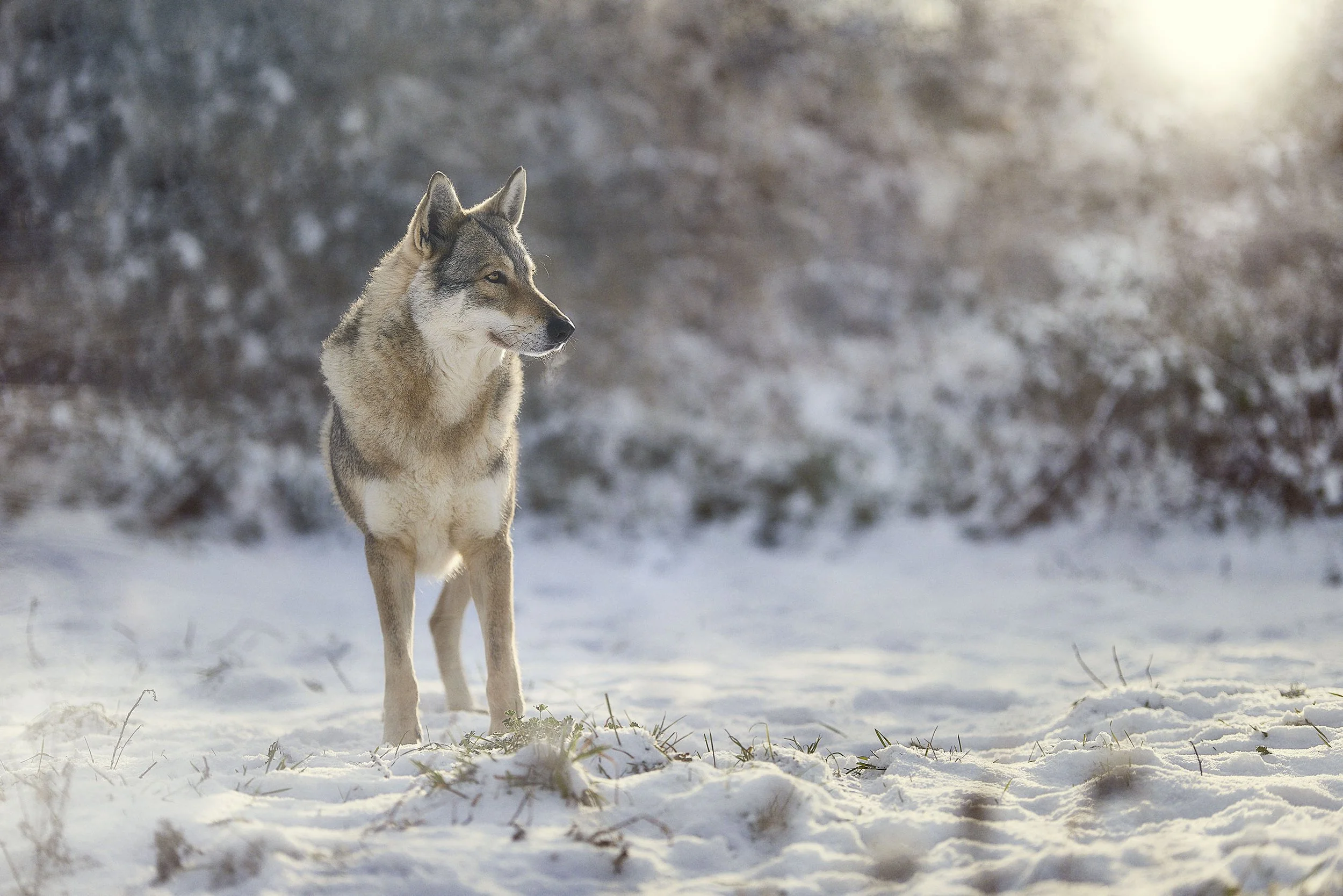 Un chien de race husky dans un paysage enneigé avec la lumière du soleil à l'arrière-plan.