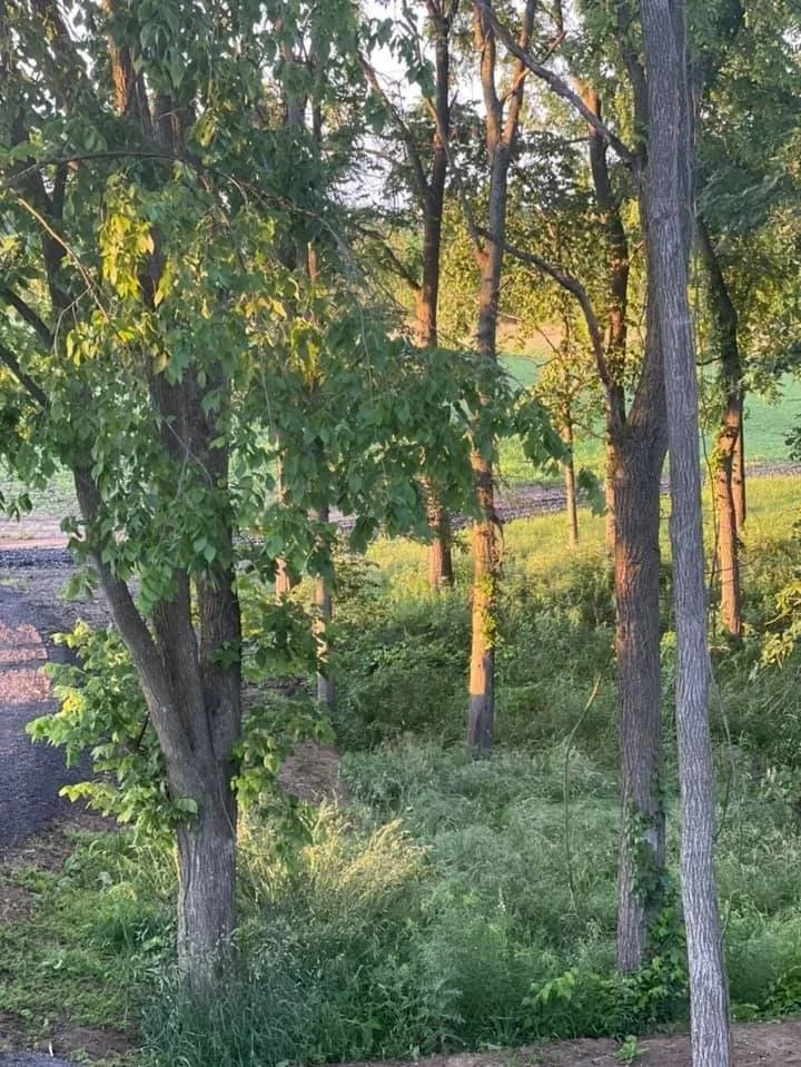 A wooded area with trees and green grass illuminated by warm sunlight.