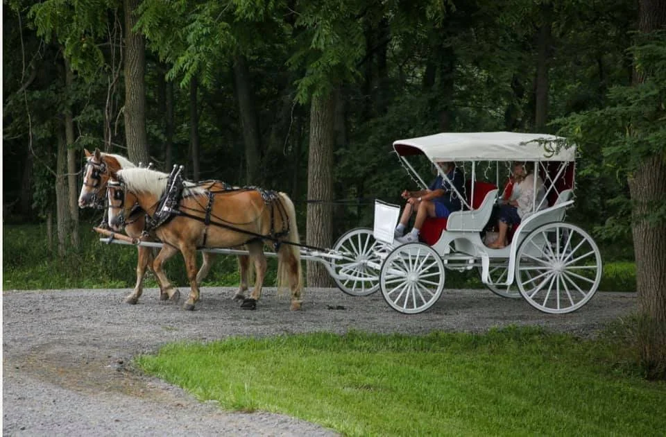 A white horse-drawn carriage with two passengers riding through a green, wooded area.