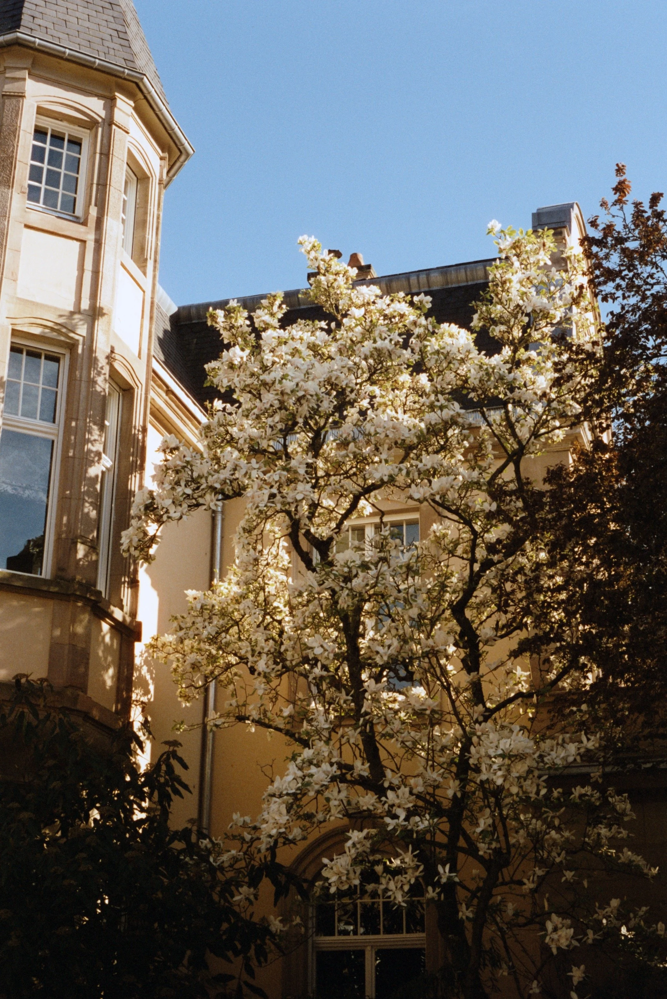 Arbre en fleurs blancs devant une maison ancienne à plusieurs étages et fenêtres, sous un ciel bleu clair.