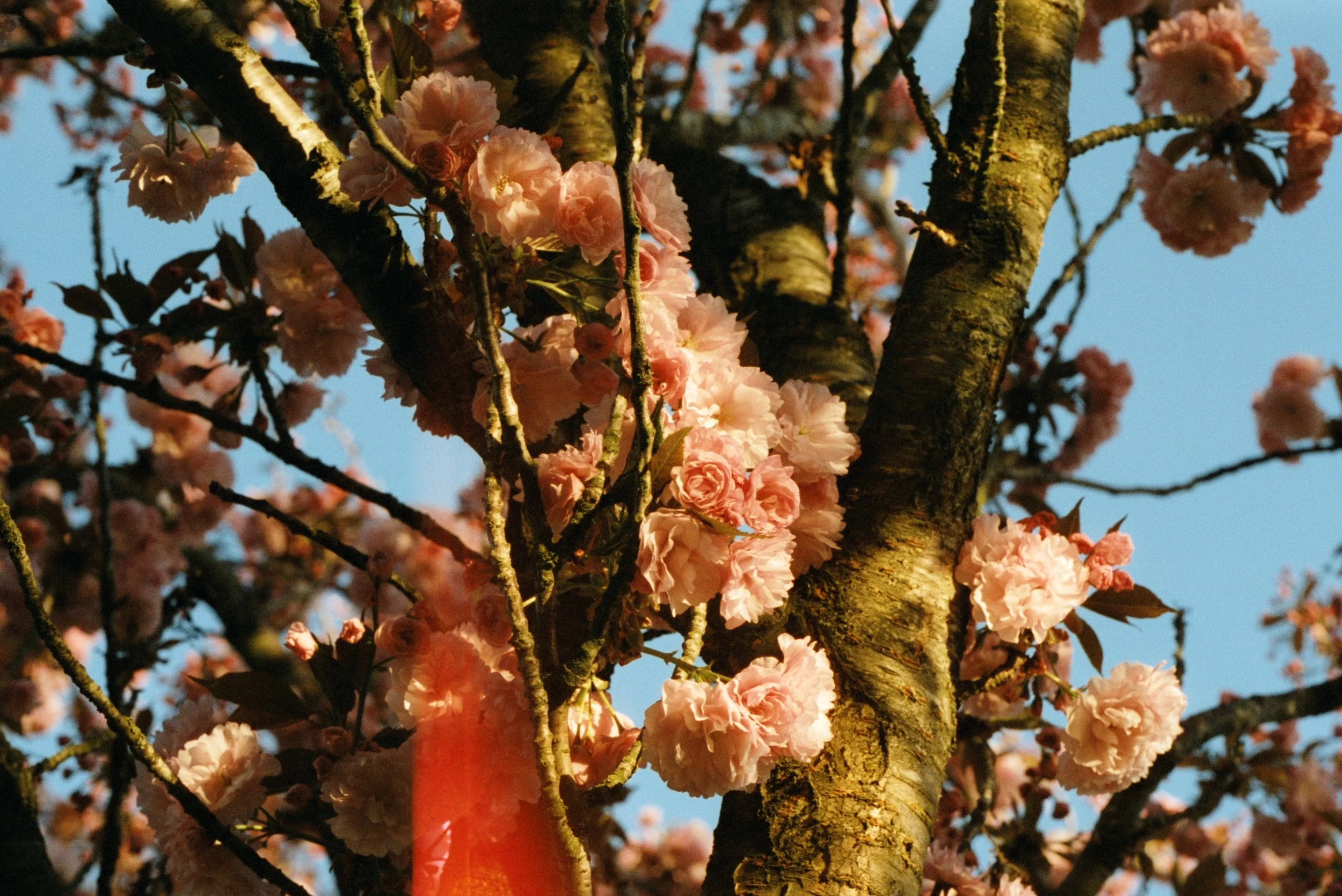 Branches de cerisier en fleurs roses, photographiées lors d'un coucher de soleil, avec un ciel bleu en arrière-plan.
