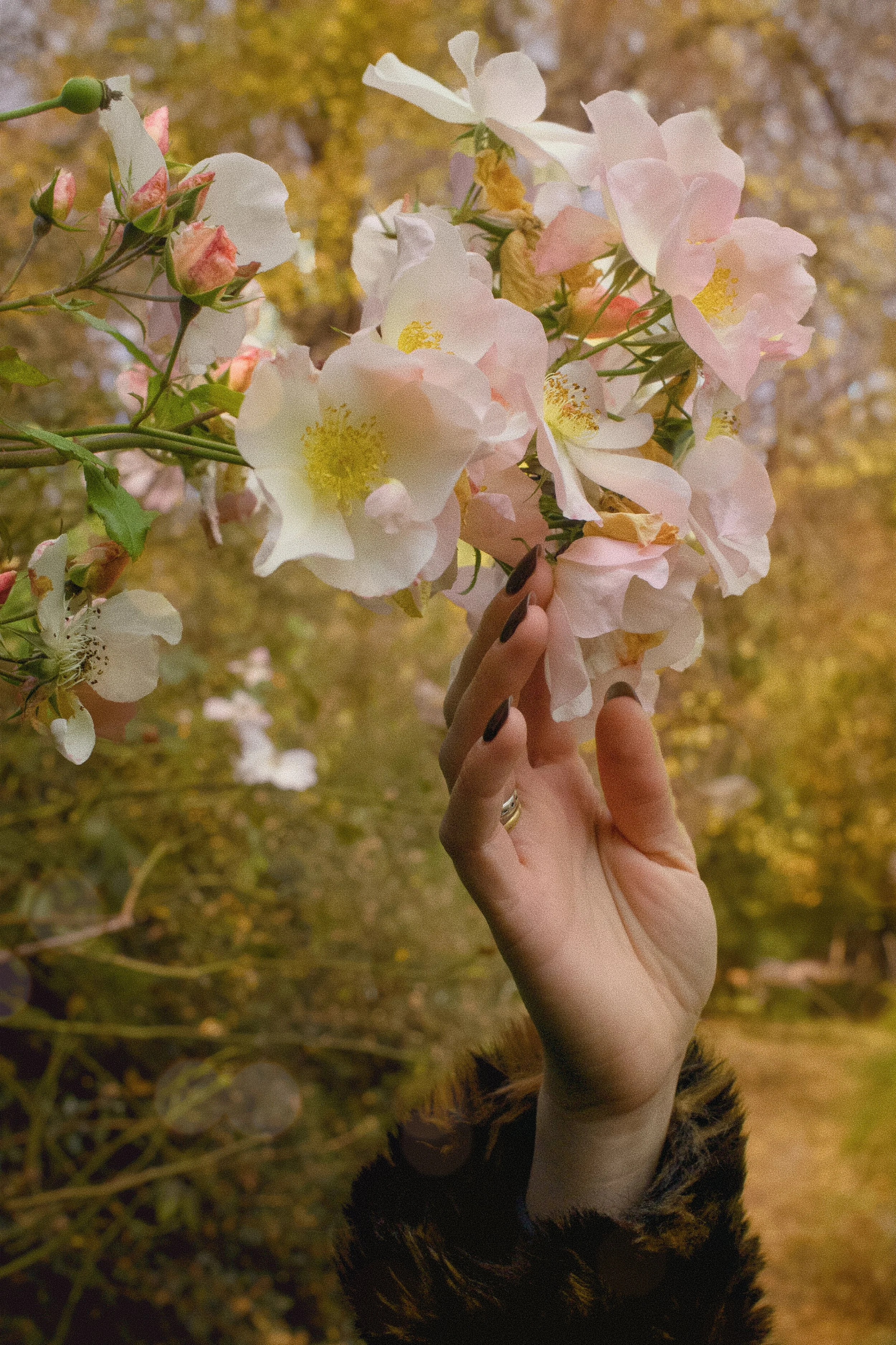 Une main manipulant des fleurs de cerisier roses et blanches, en arrière-plan un lac ou un étang avec des arbres aux feuilles automnales, ambiance automnale.