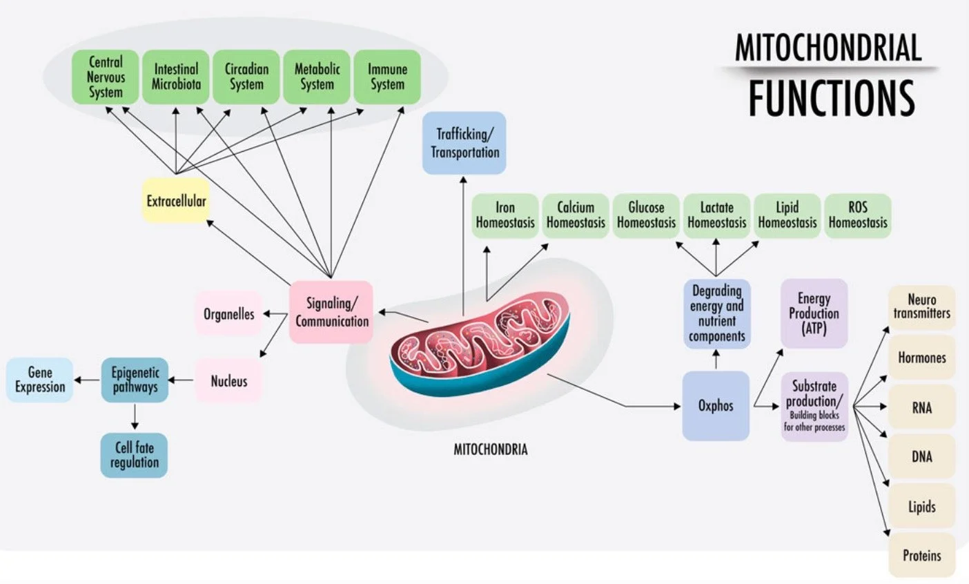 Mitochondrial Efficiency Testing