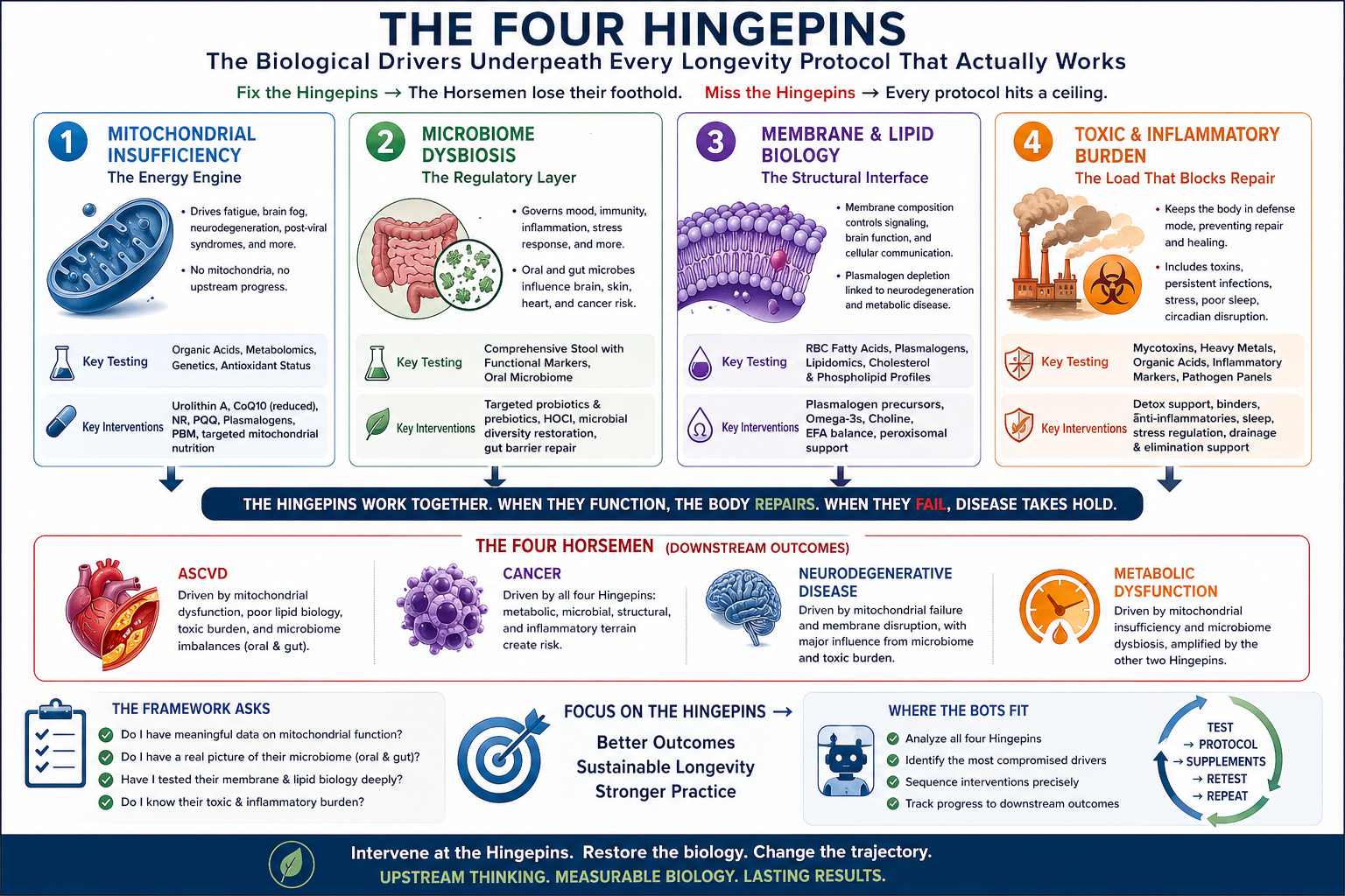The Four Hingepins: The Biological Drivers Underneath Every Longevity Protocol That Actually Works