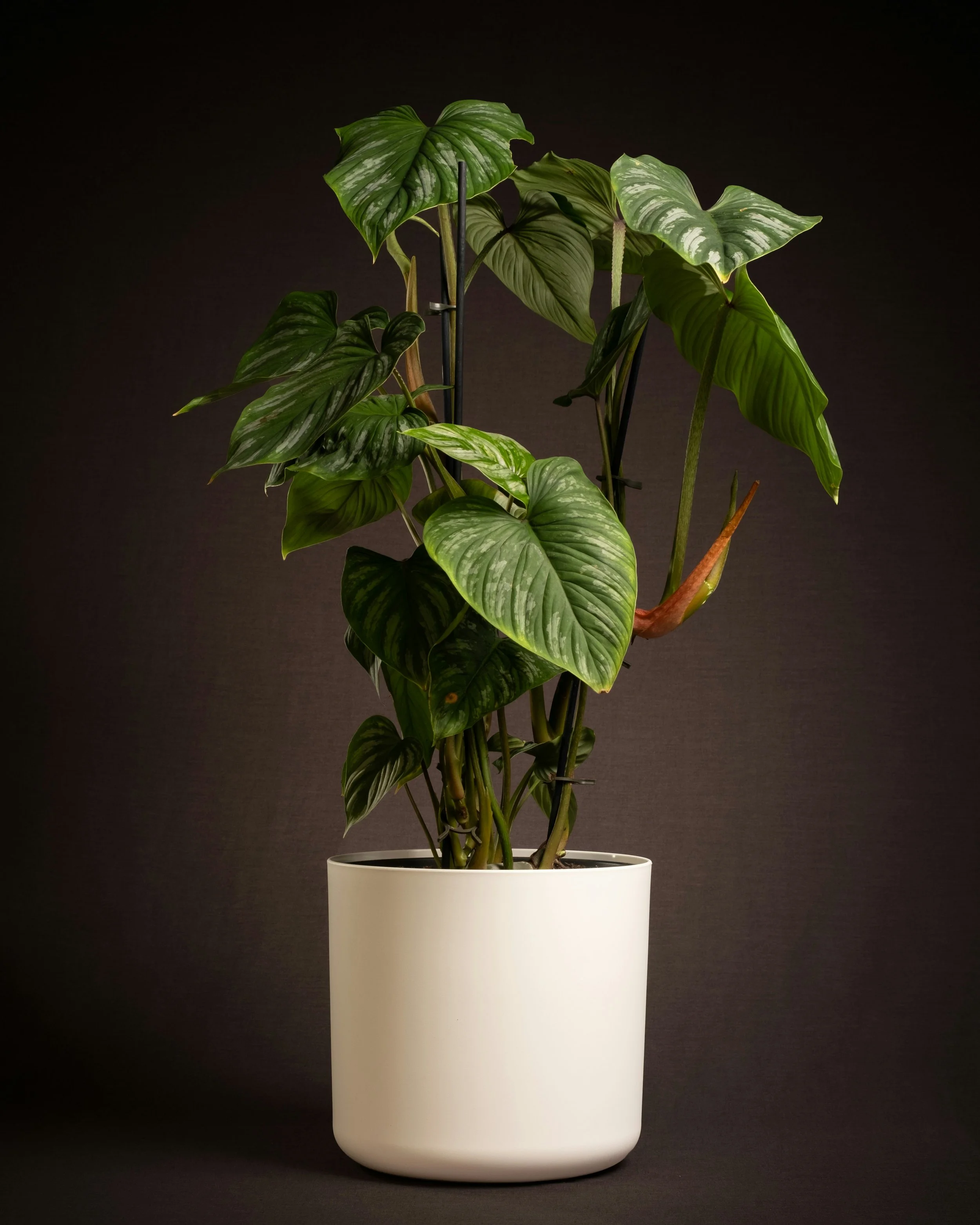 A potted green leafy houseplant in a white container against a dark background.