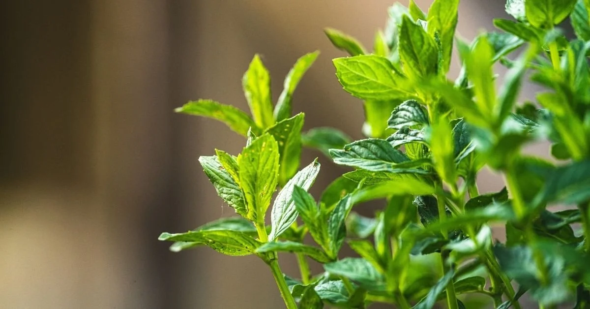 closeup of peppermint plant