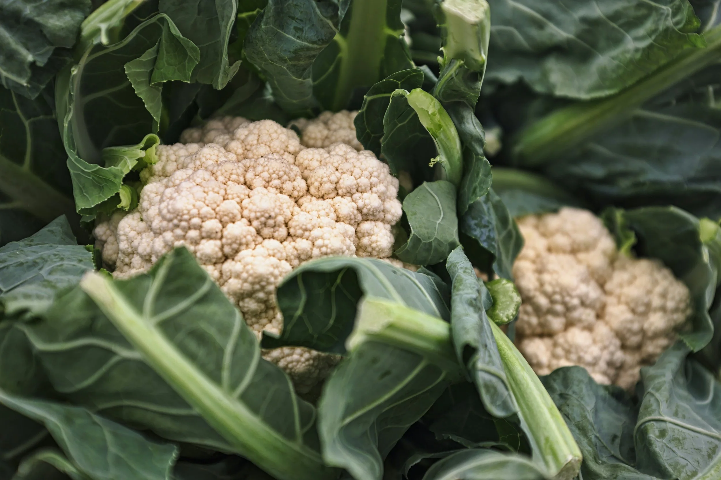 Closeup of two cauliflowers with green leaves