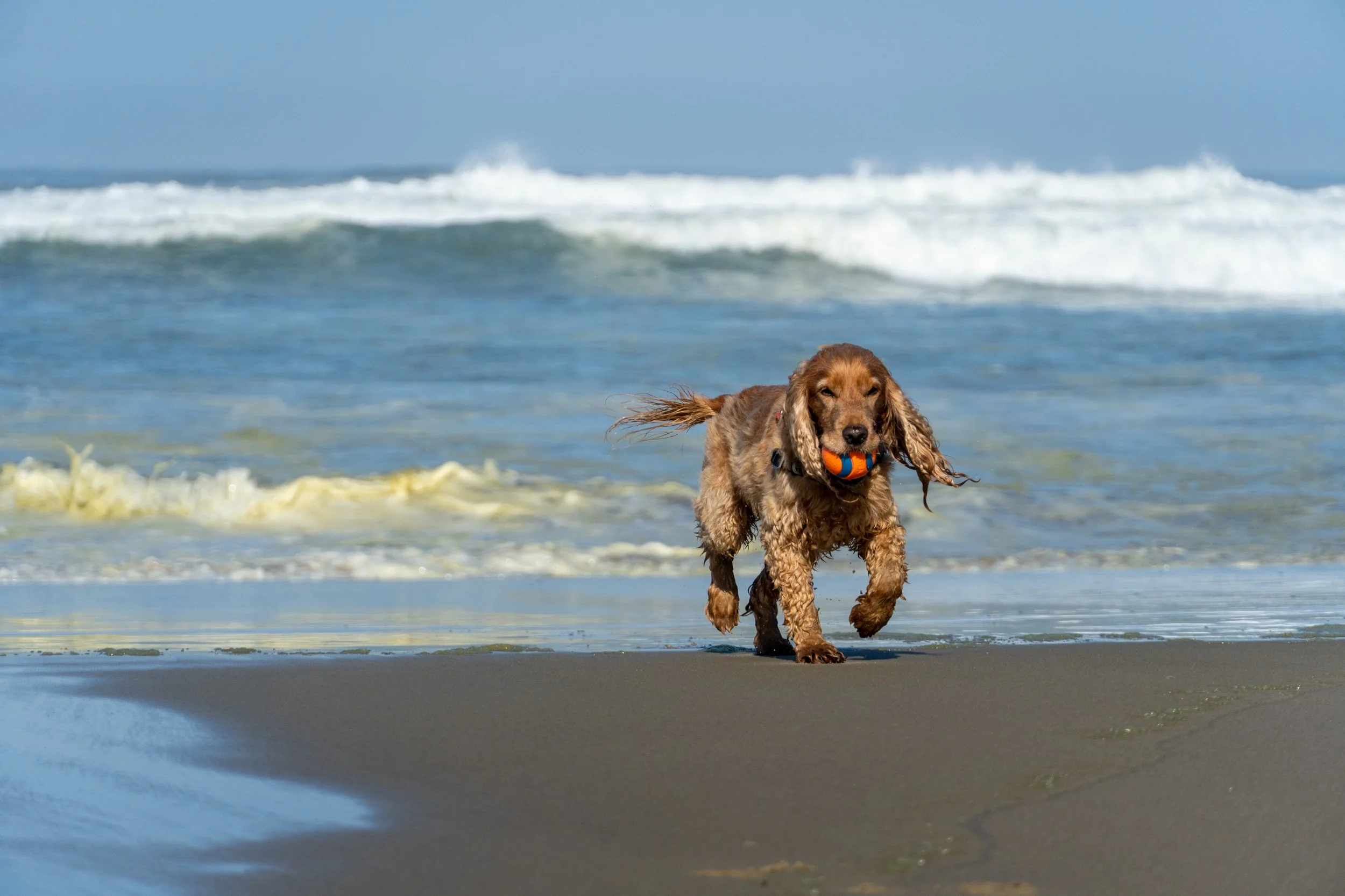 Oregon Coast 2022-10.jpeg