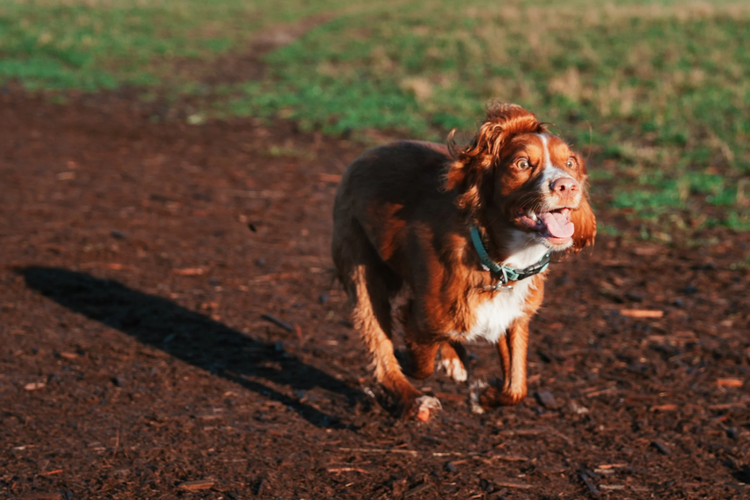 Marymoor Dec 27 2025-03.jpg