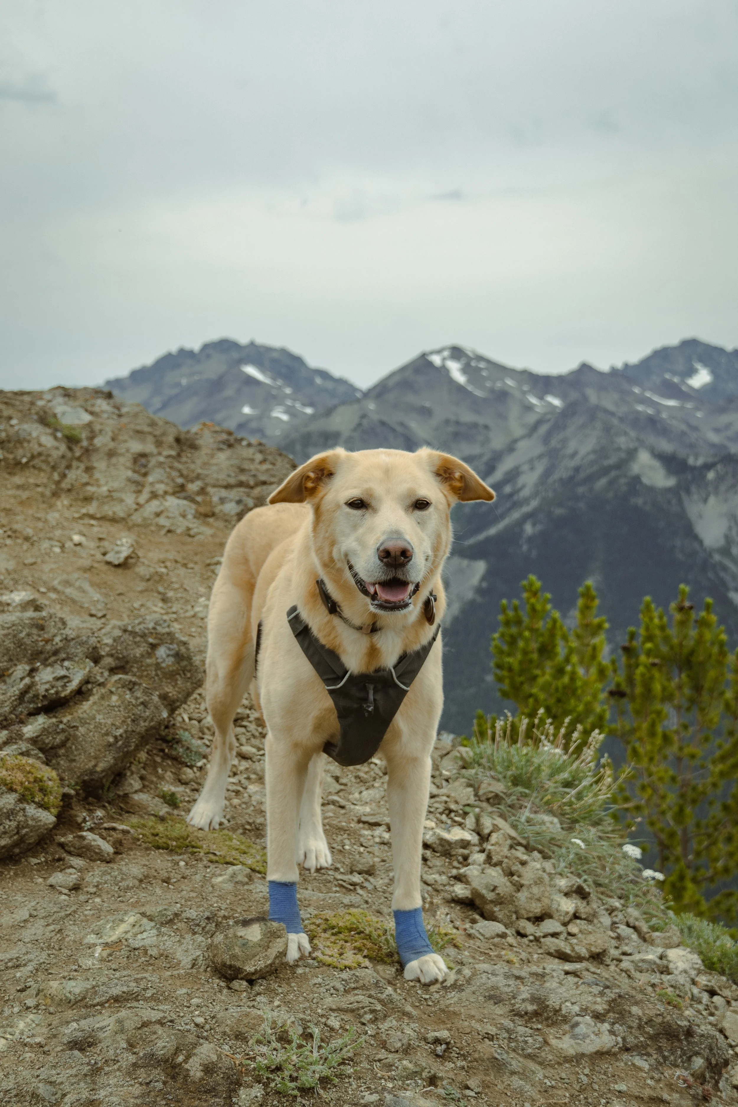 Marmot Pass 2023-34.jpeg