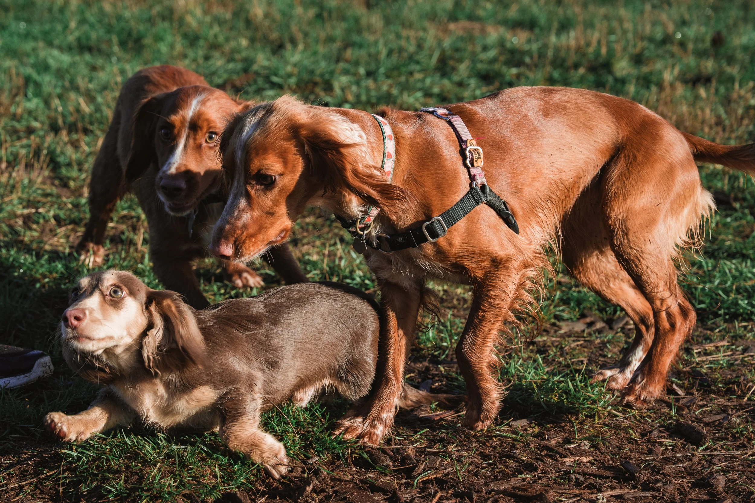 Marymoor Dec 27 2025-08.jpg